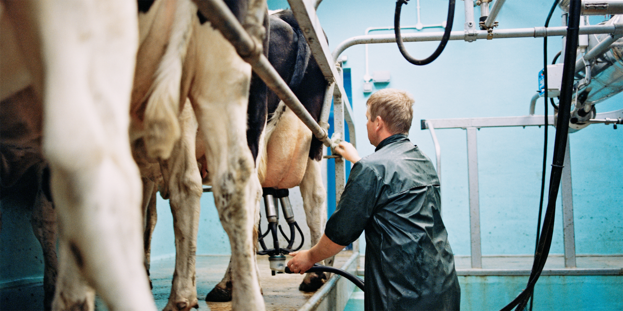 In einem Melkbetrieb werden die Kühe nebeneinander gemolken.