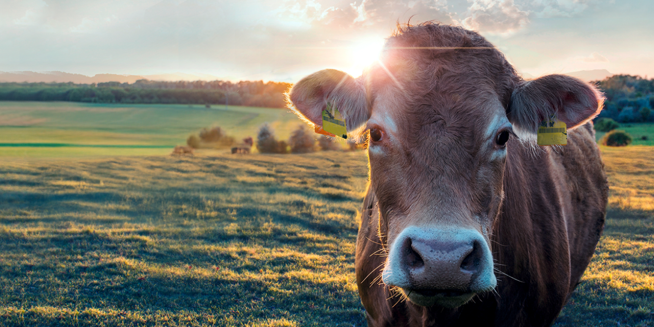 Nahaufnahme von einer Kuh die auf einer Weide steht, im Hintergrund scheint die Sonne auf ihren Kopf.