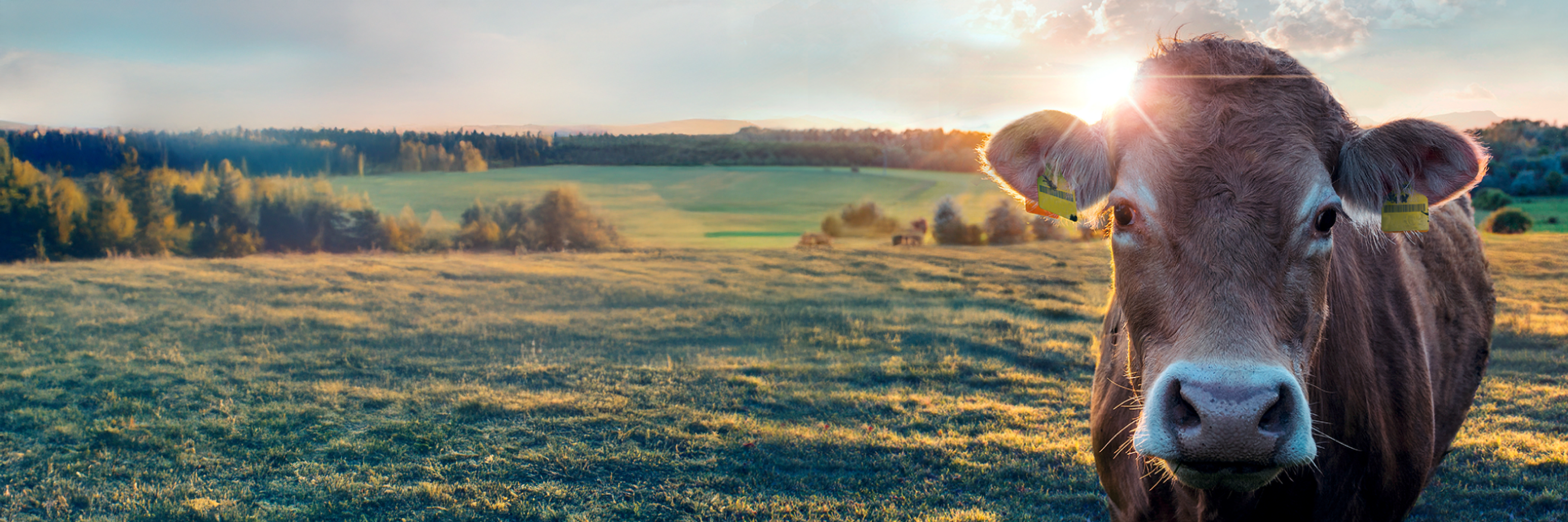 Nahaufnahme einer Kuh bei Sonnenaufgang.