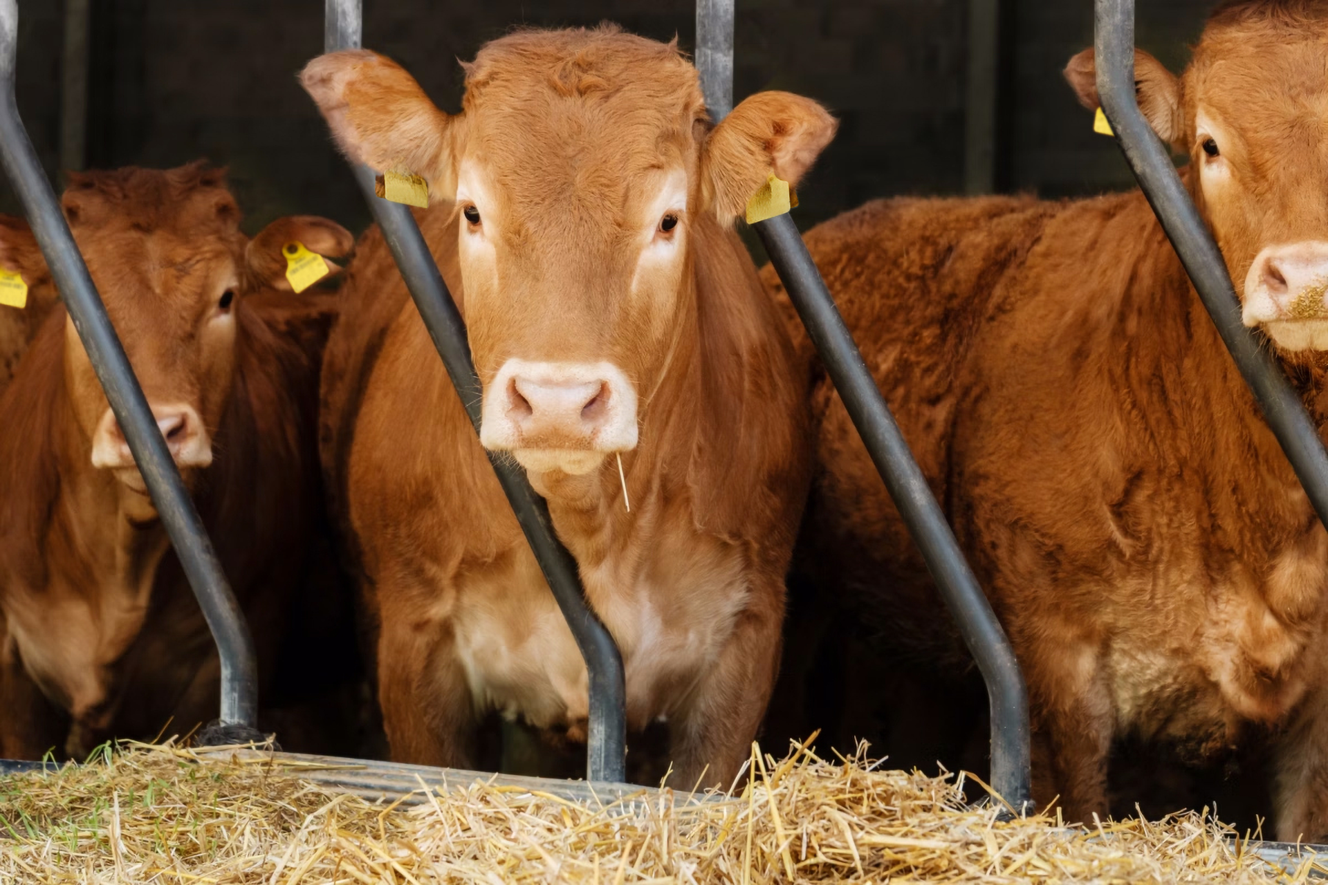 Junge Bullen und Färsen stehen am Futtertrog.