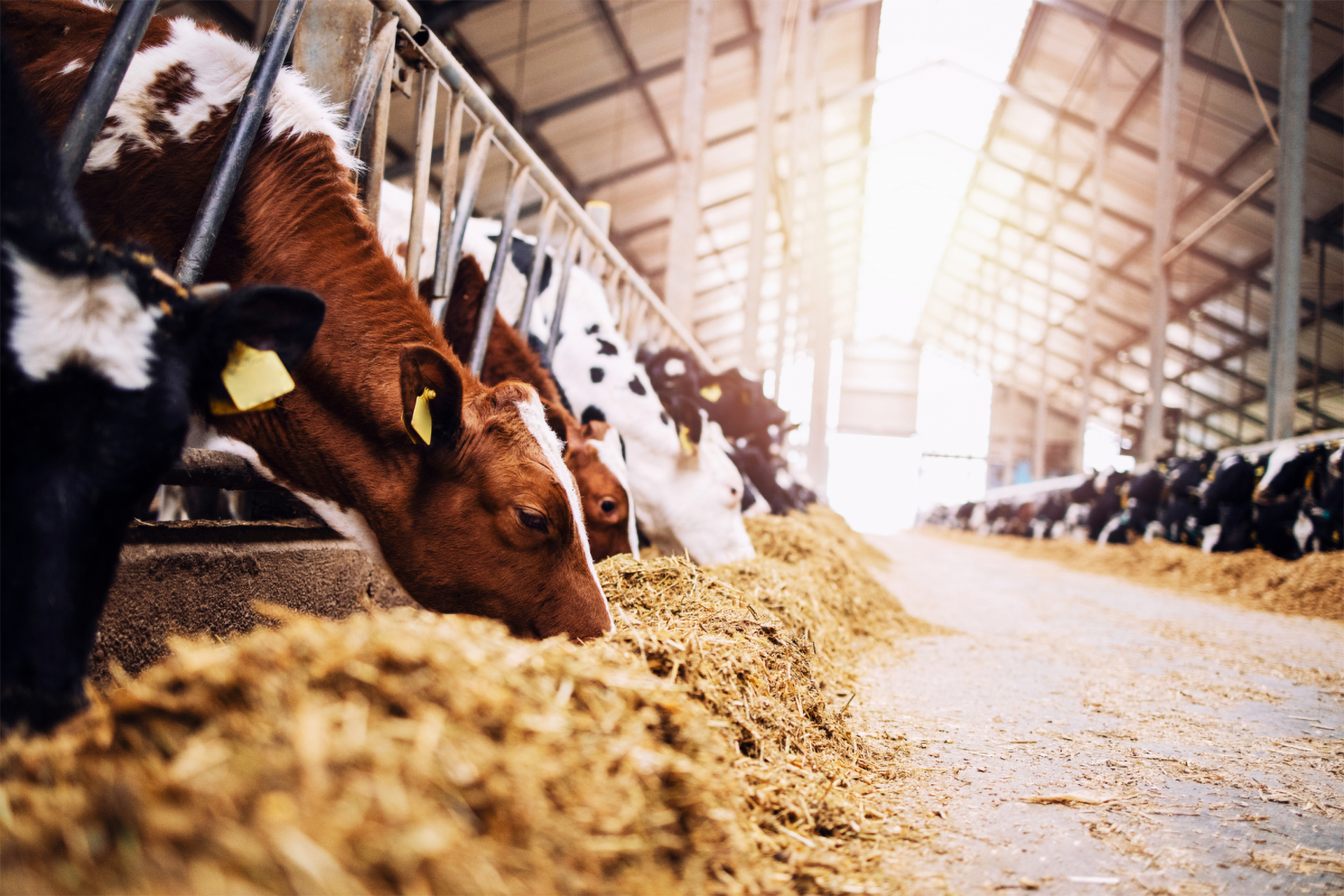 Kühe fressen nebeneinander Stroh in einer großen Halle.