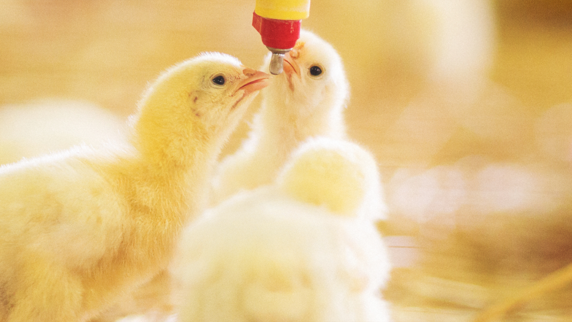 Küken werden gefüttert.