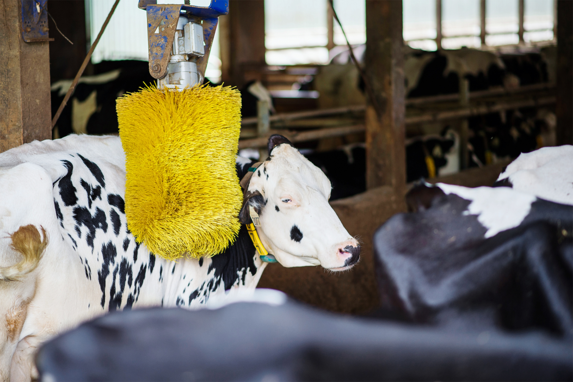 Ein Milchkuh genießt die Massage einer Kratzbürste im Stall.