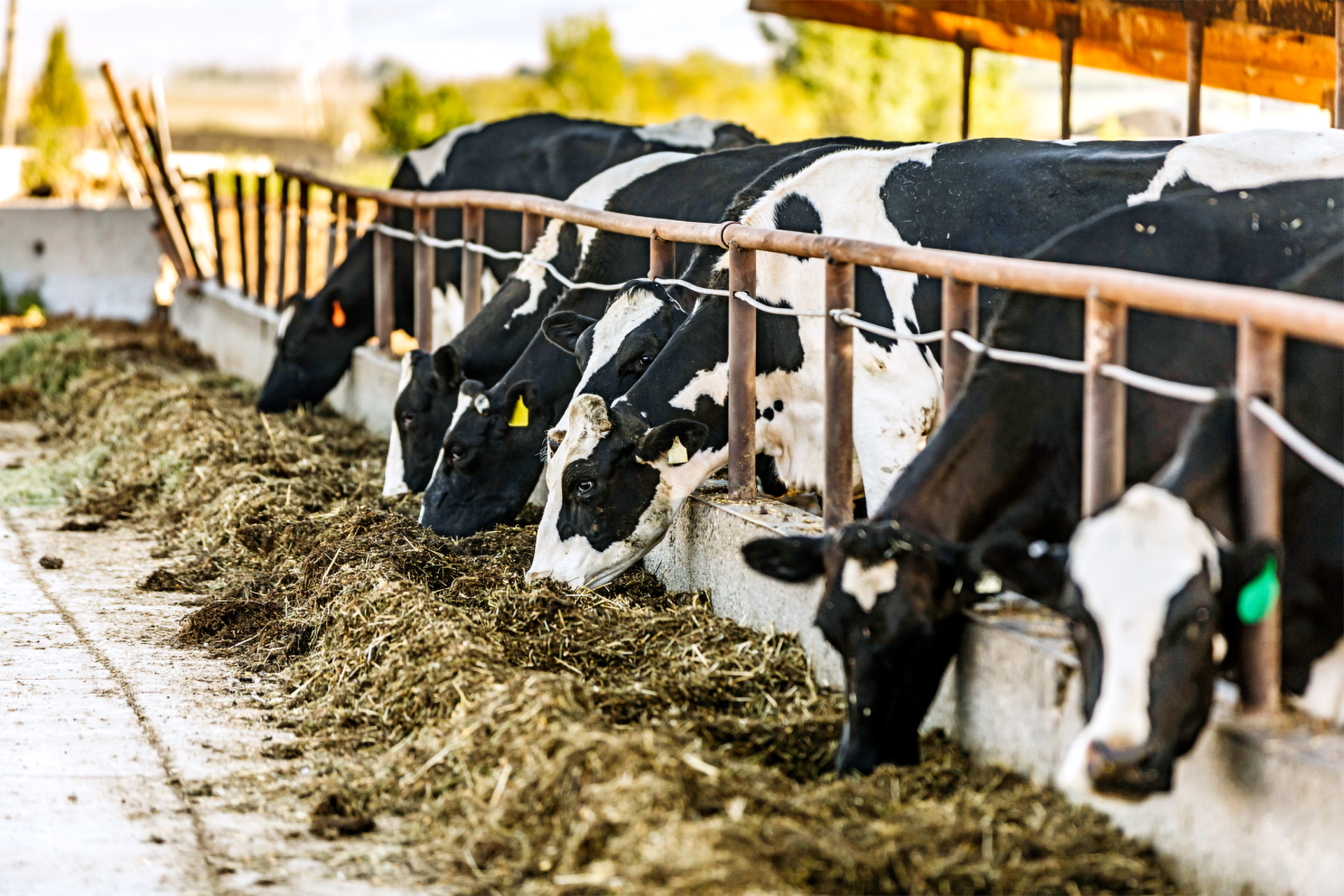 Eine Gruppe von Milchkühen frisst aus der Futteranlage.