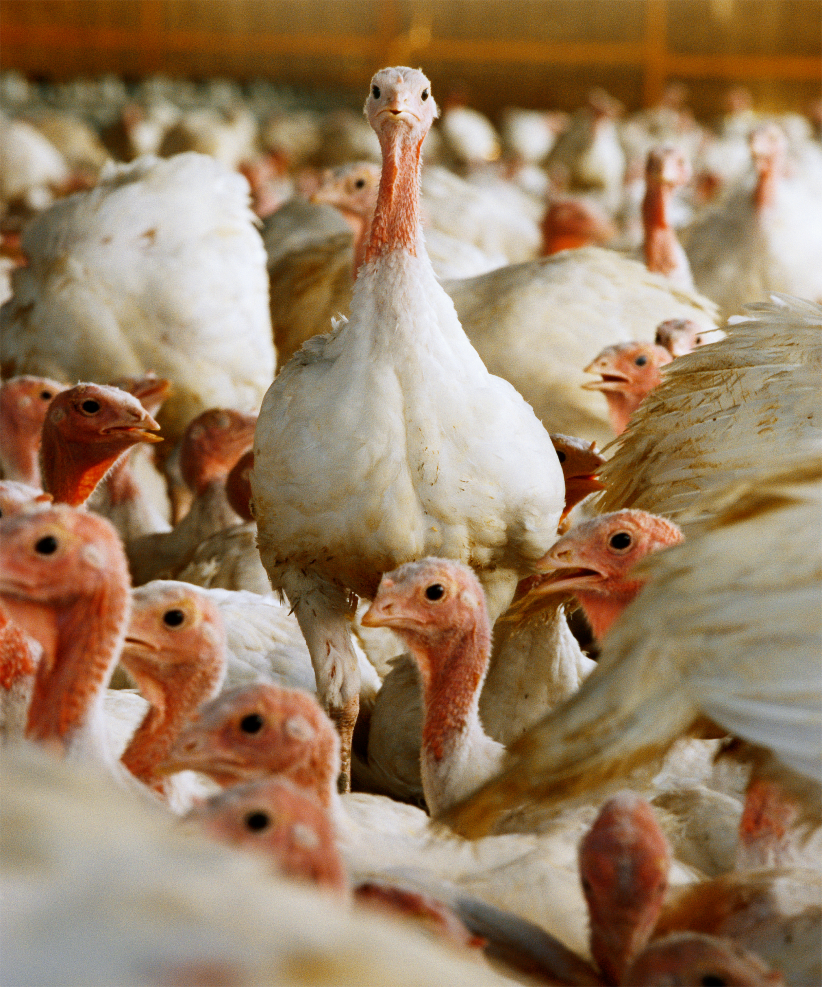Puten stehen zusammen in einem großen Stall.