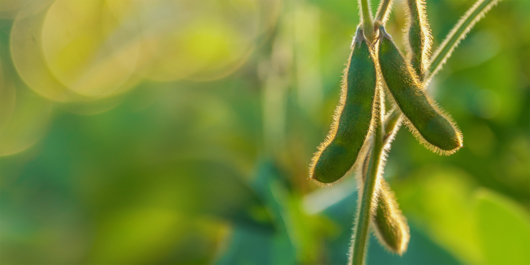 Sojabohne am Strauch.