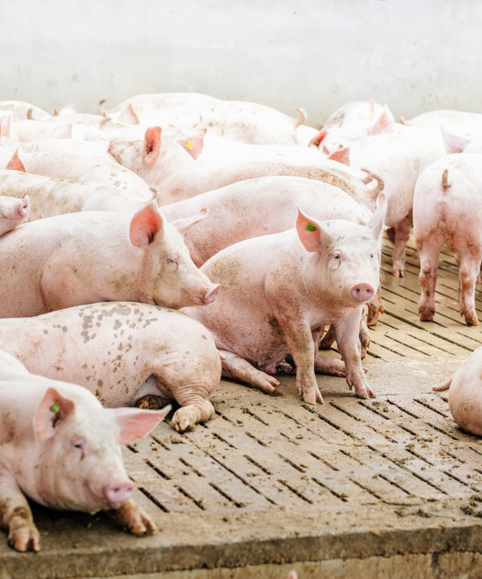 Schweine in einem Stall der Haltungsform 1.