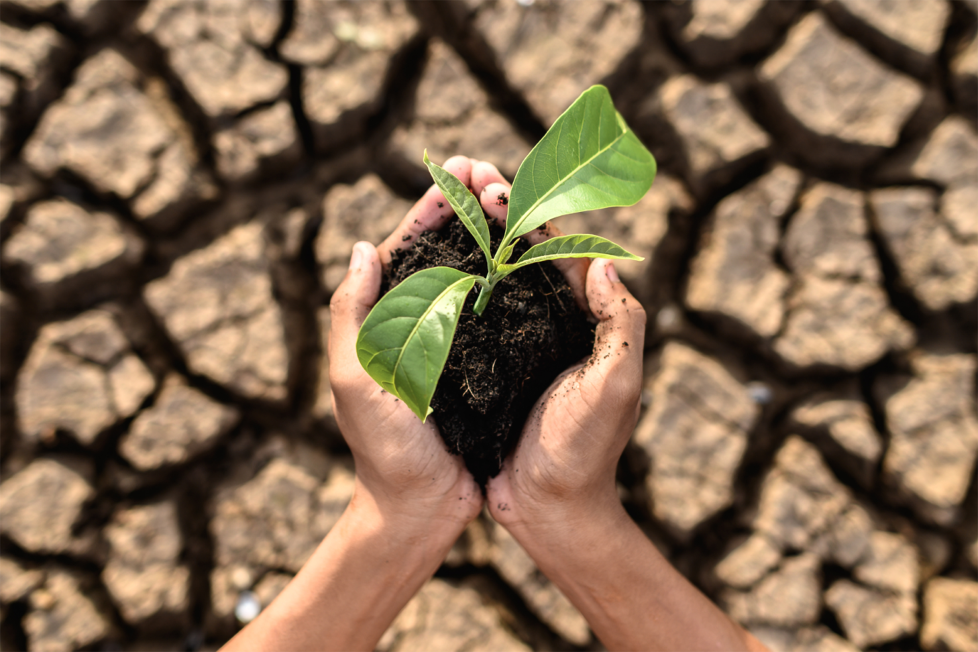 Zwei Hände mit einem Sprössling vor rissigem Boden.