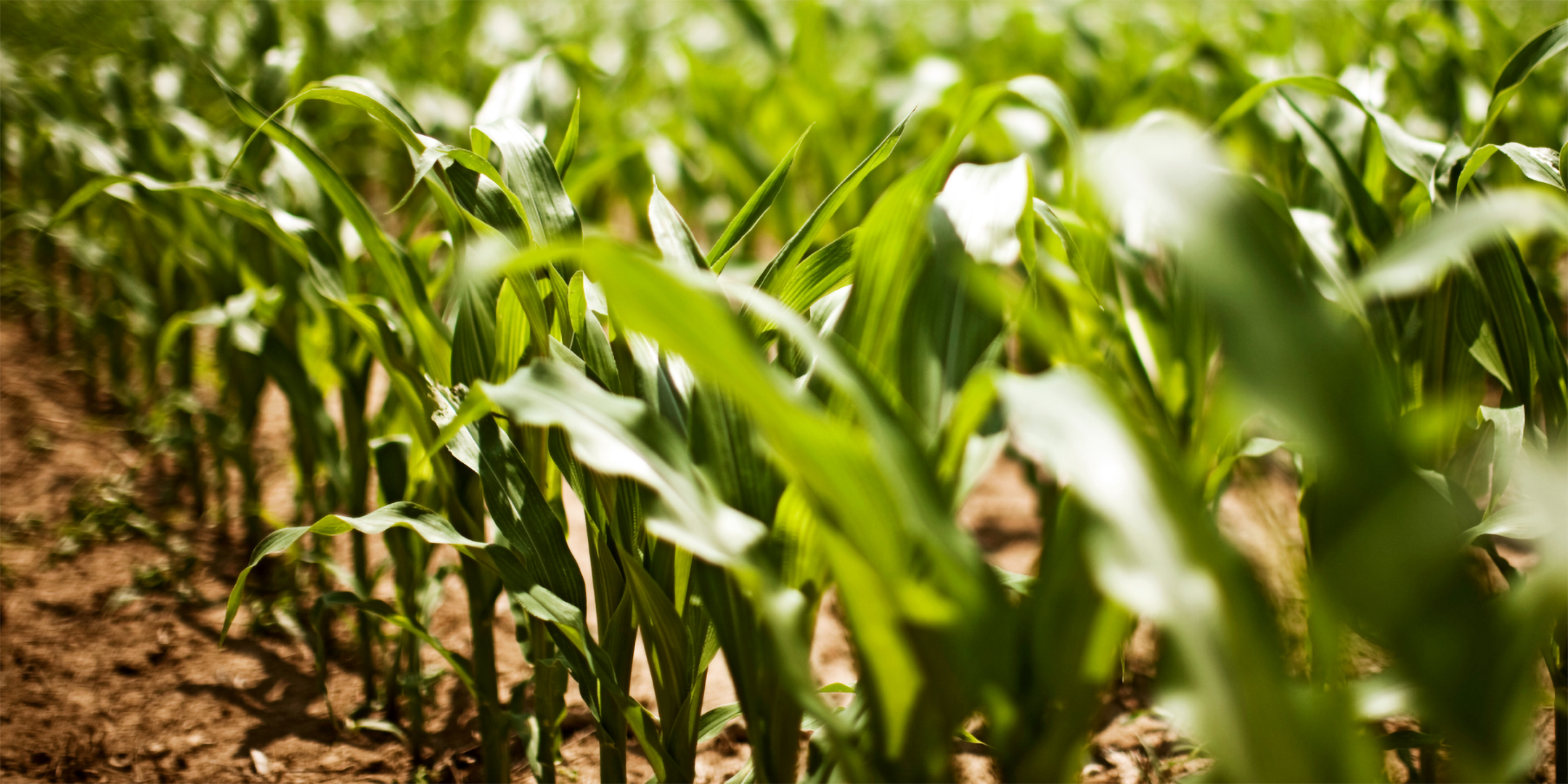 Mais auf einem Feld.