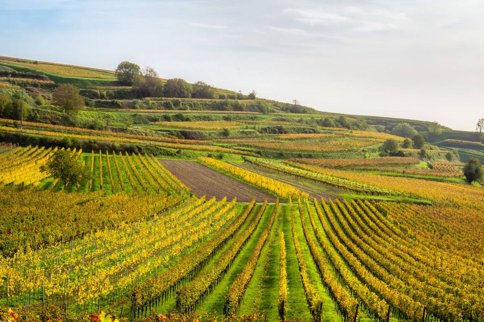 Weinberge im Herbst mit gelb-grünen Reben auf hügeliger Landschaft unter bewölktem Himmel.
