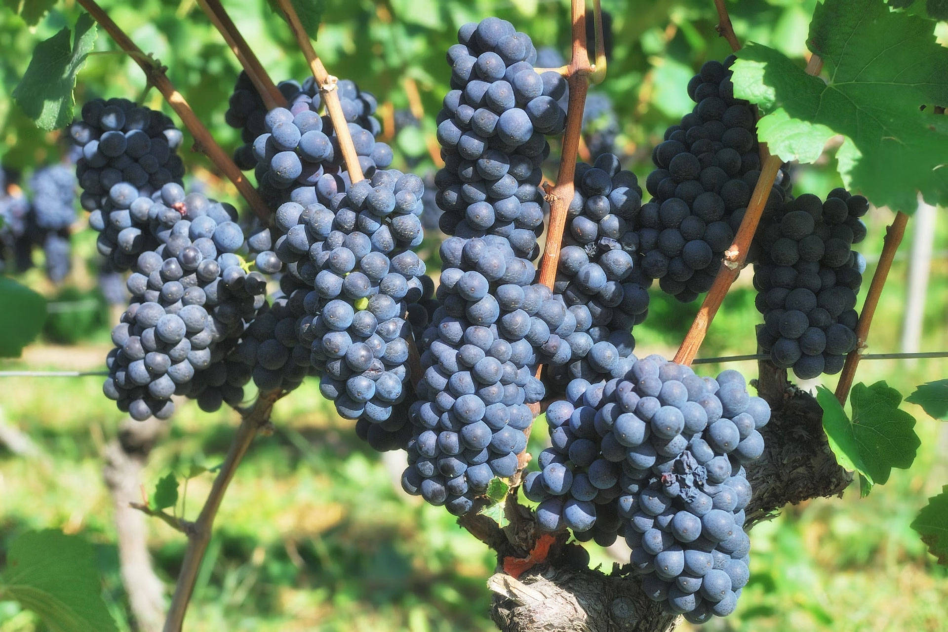 Reife, dunkelblaue Weintrauben an einem Weinstock, umgeben von grünen Blättern.