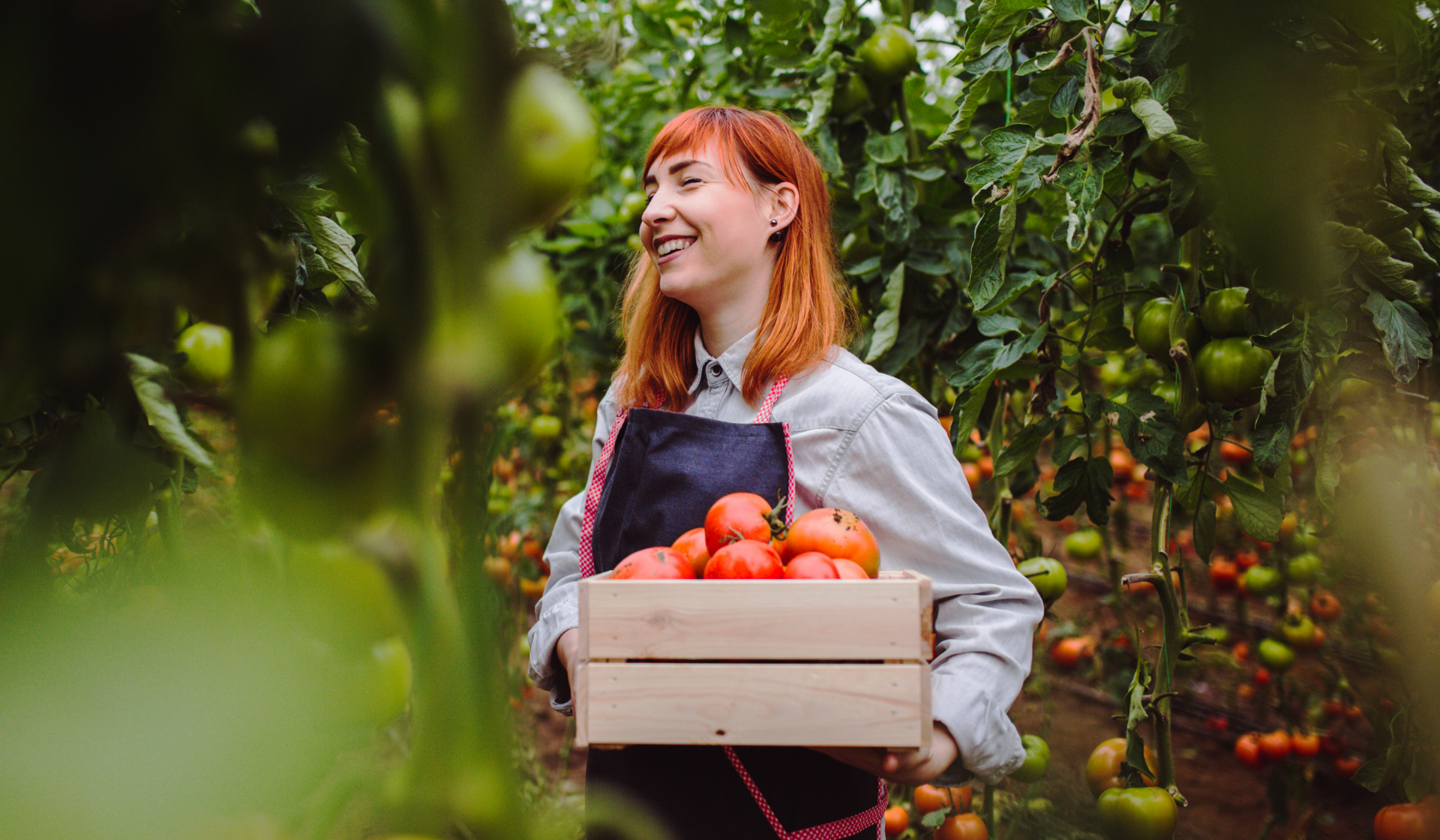 Frau mit Holzkiste voller Tomaten im Gewächshaus.