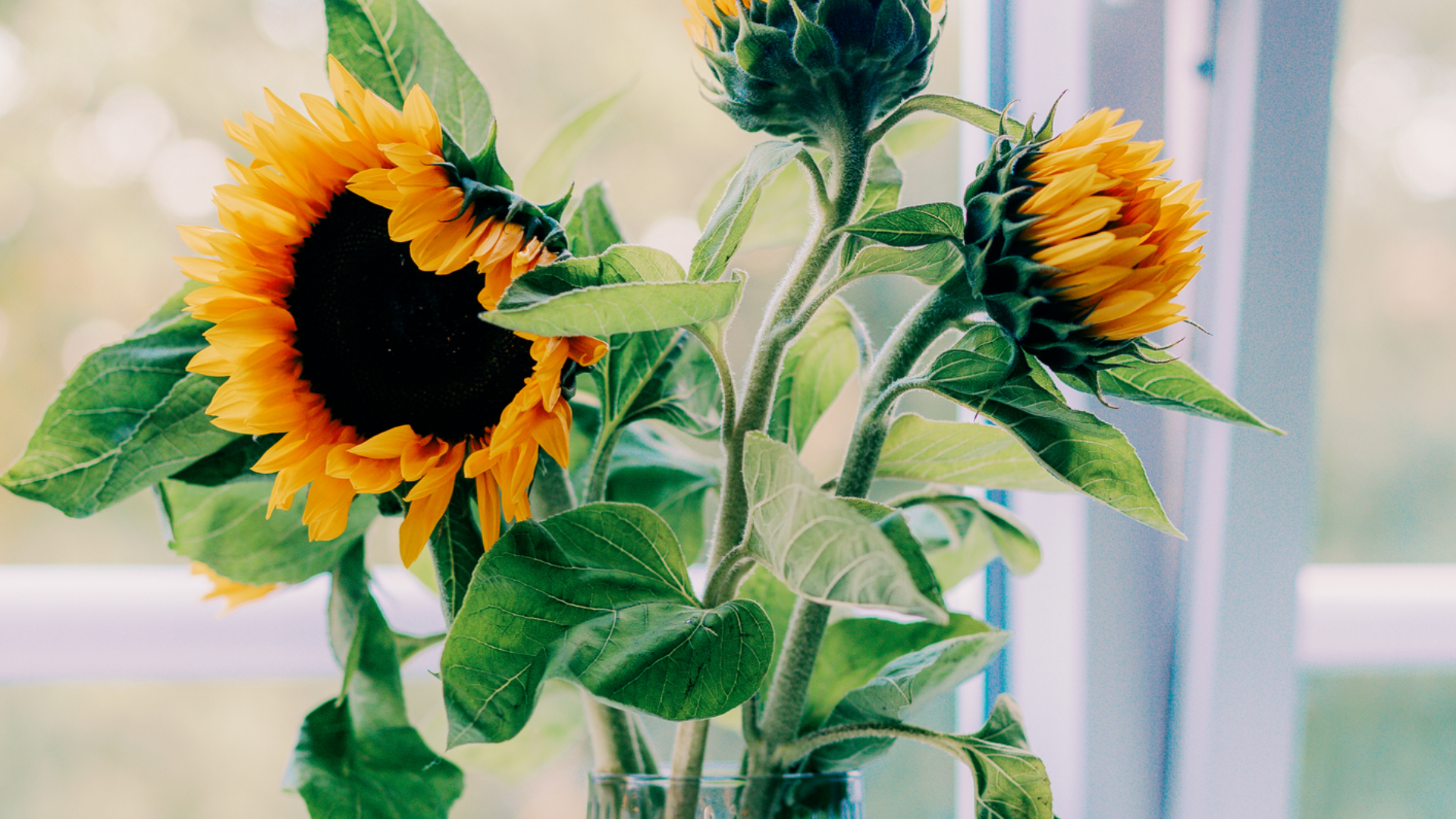 Sonnenblumenstrauß in Glasvase vor einem Fenster.