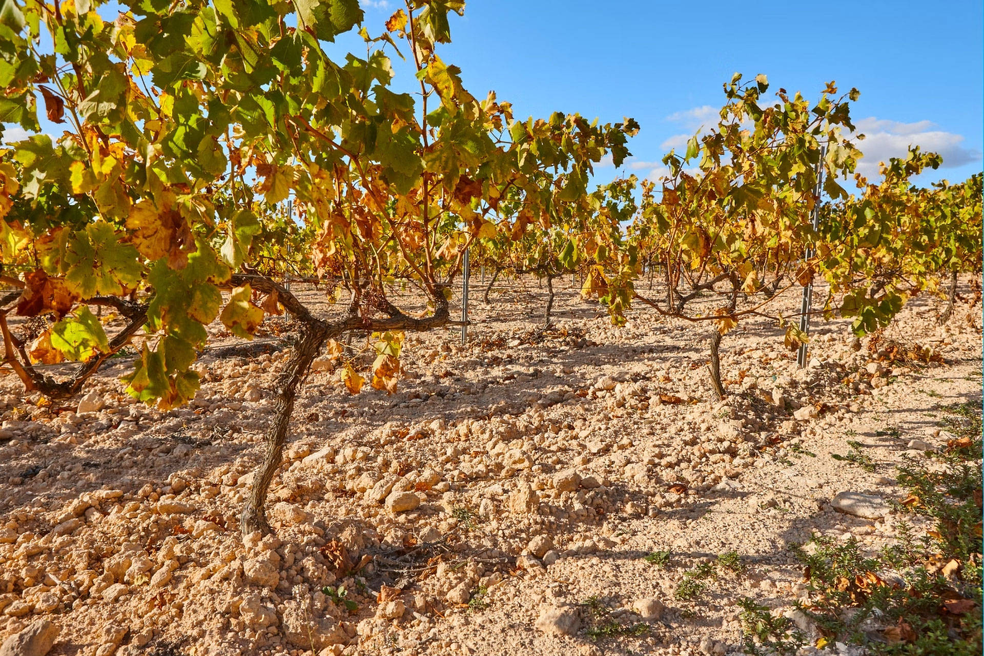 Sonnenverwöhnte Reben der Sorte Bobal in Spanien