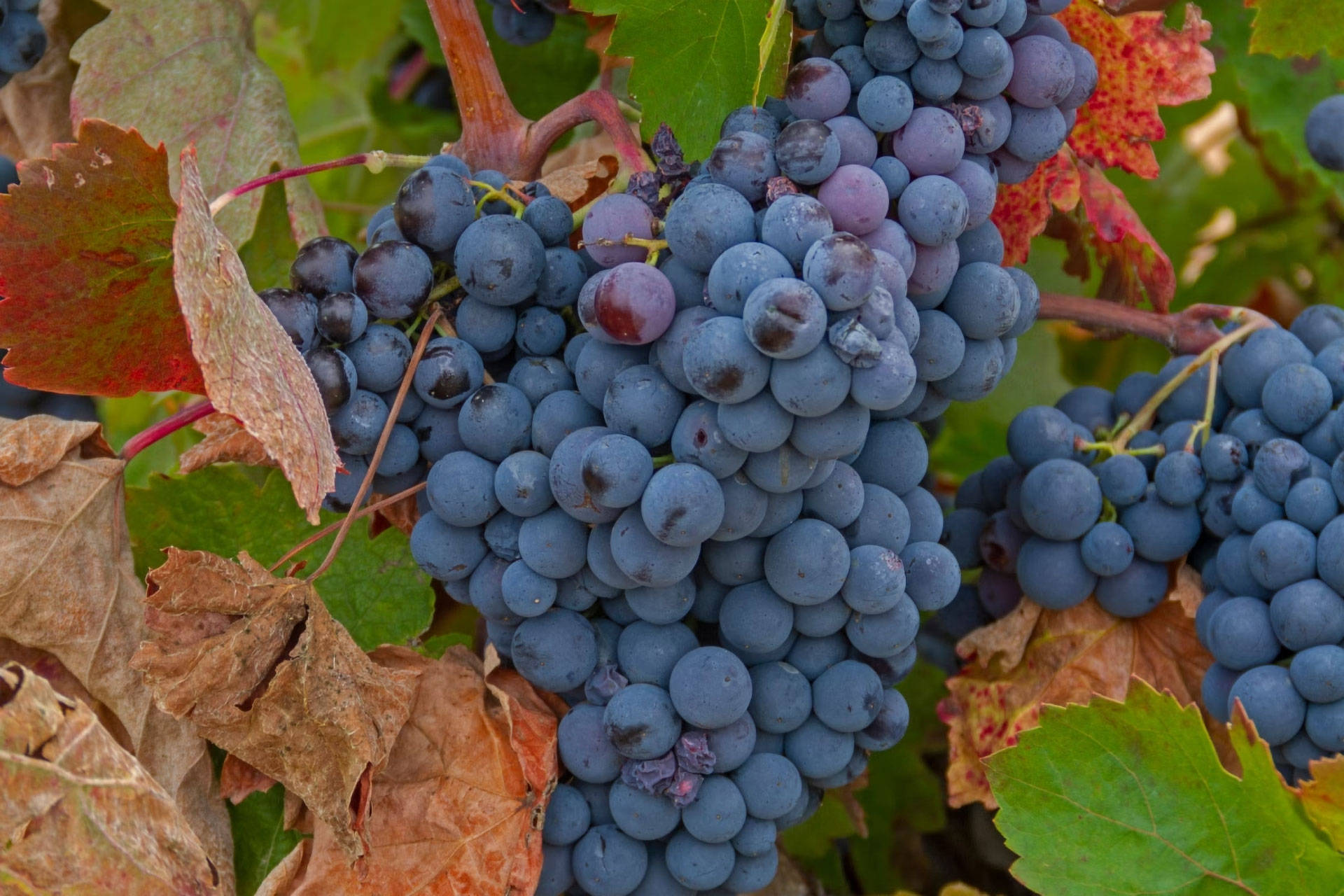 Blaurote Weinrispen hängen in den Zweigen einer Rebe.