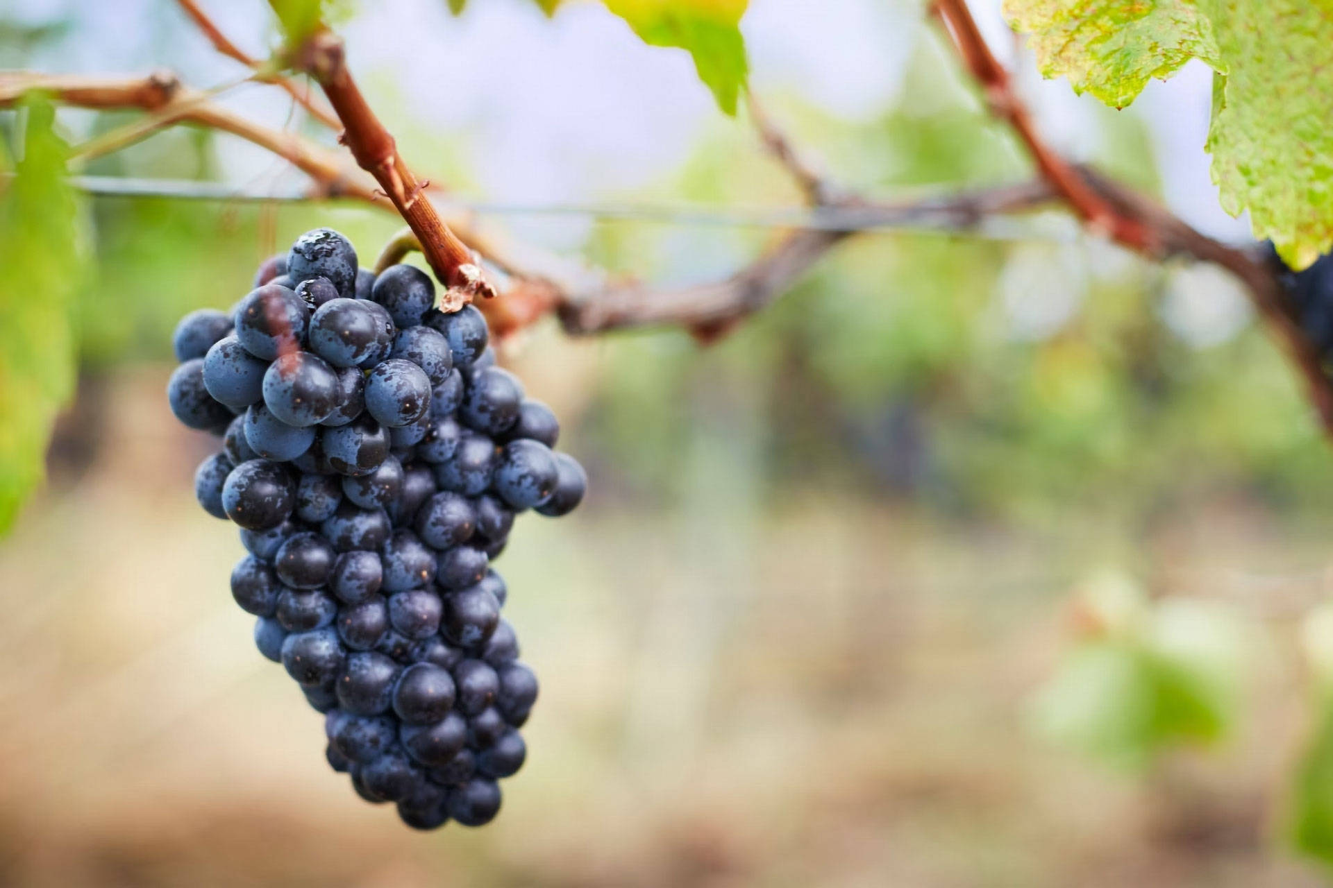 Sonnenstrahlen scheinen zwischen Weinblättern hindurch.