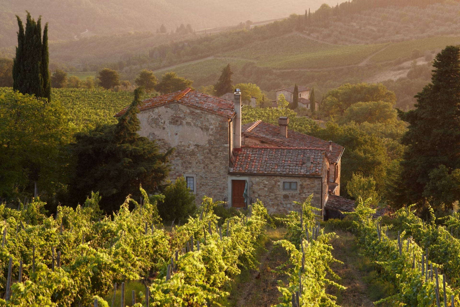 Idyllisches Steinhaus steht zwischen Weinreben in Provinz Verona.