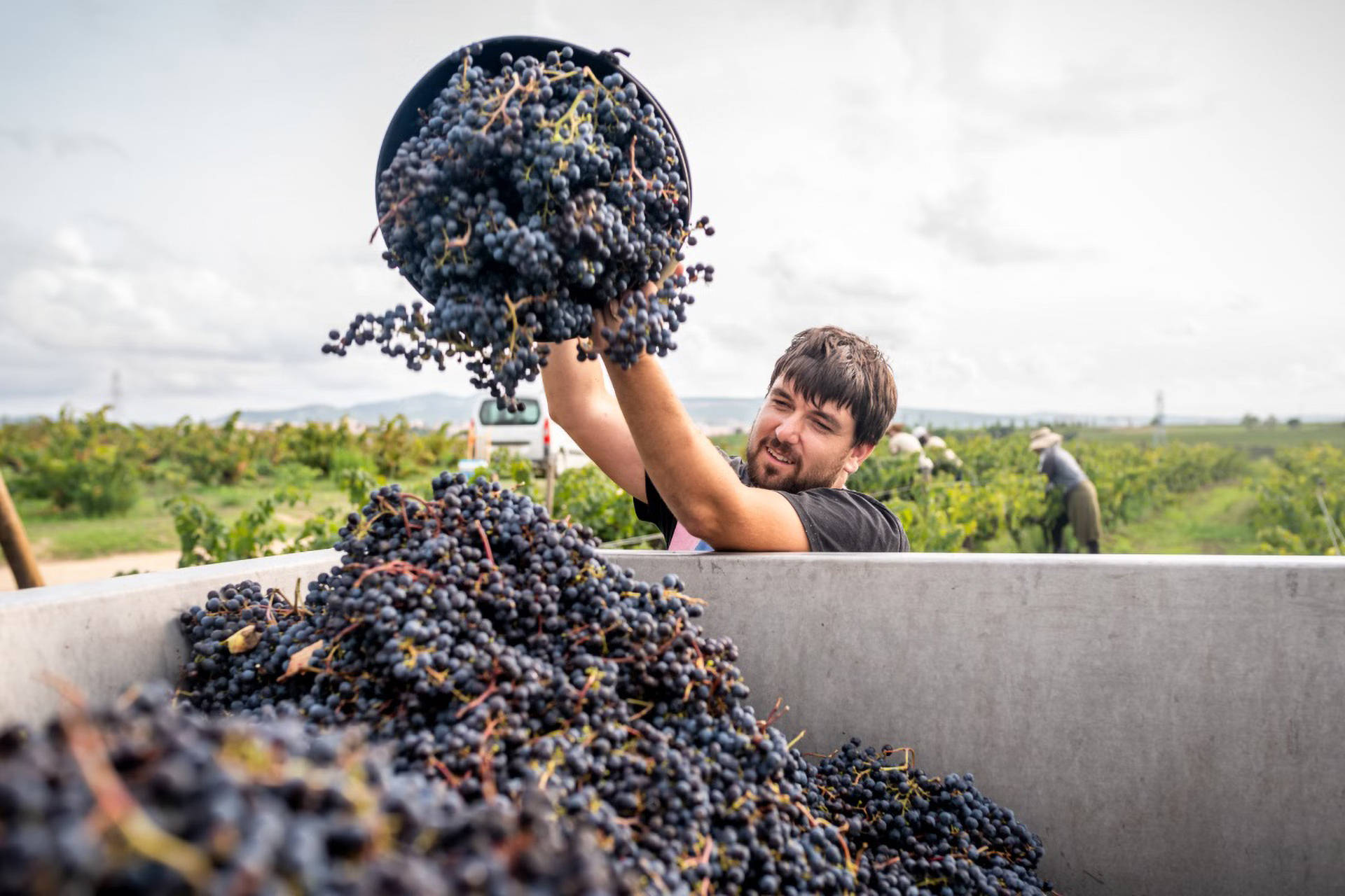 Ein Mann schüttet die frisch gelesenen roten Trauben in einen großen Behälter.