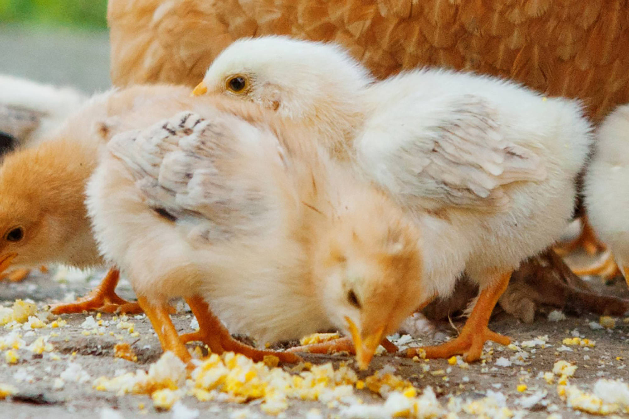 Nahaufnahme von Küken die Futter aufpicken.