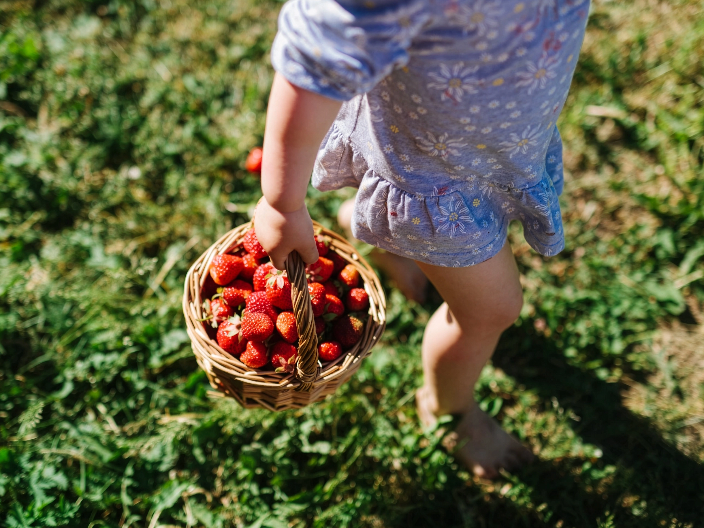 Kind trägt Korb mit frisch gepflückten Erdbeeren barfuß über grüne Wiese.