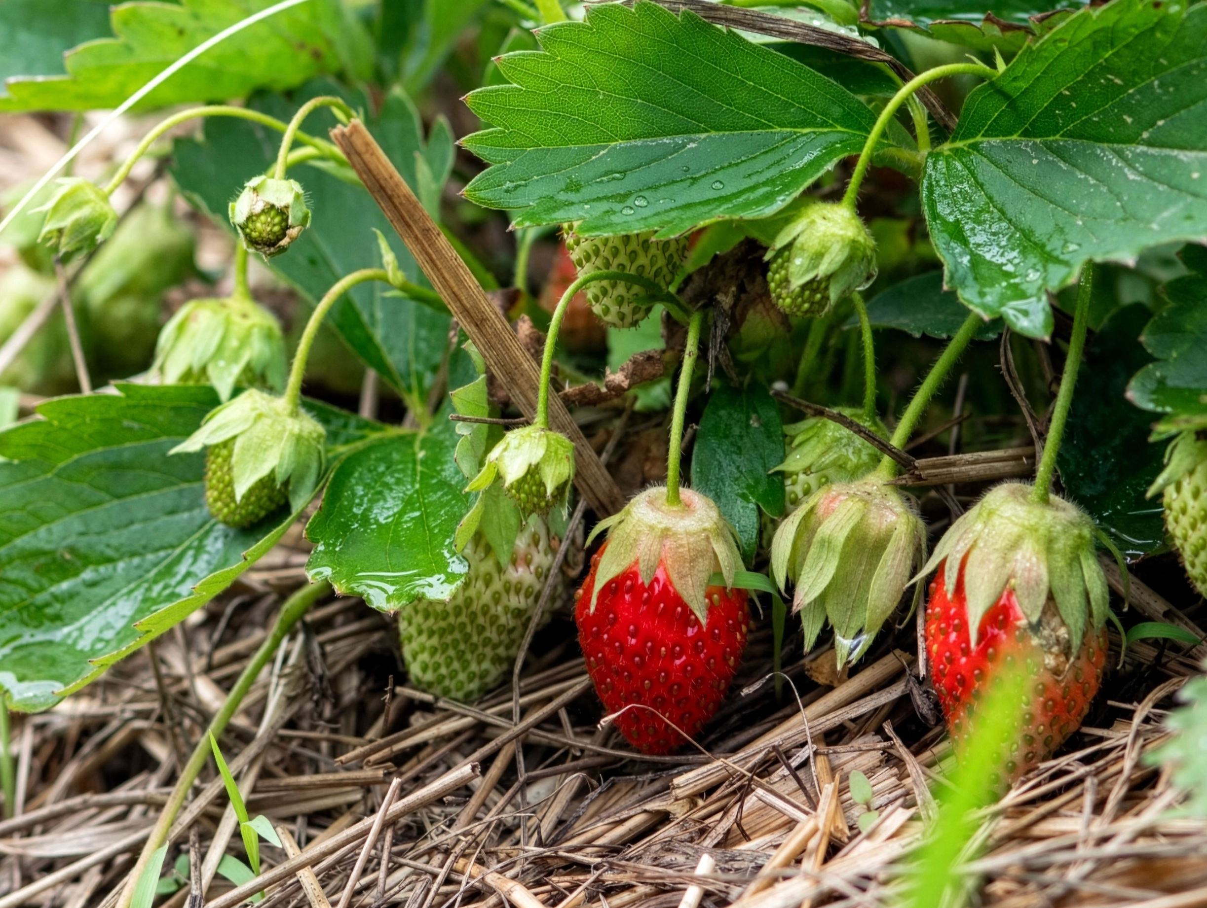 Reifende Erdbeeren unter feuchten Blättern auf Strohmulch im Gartenboden.