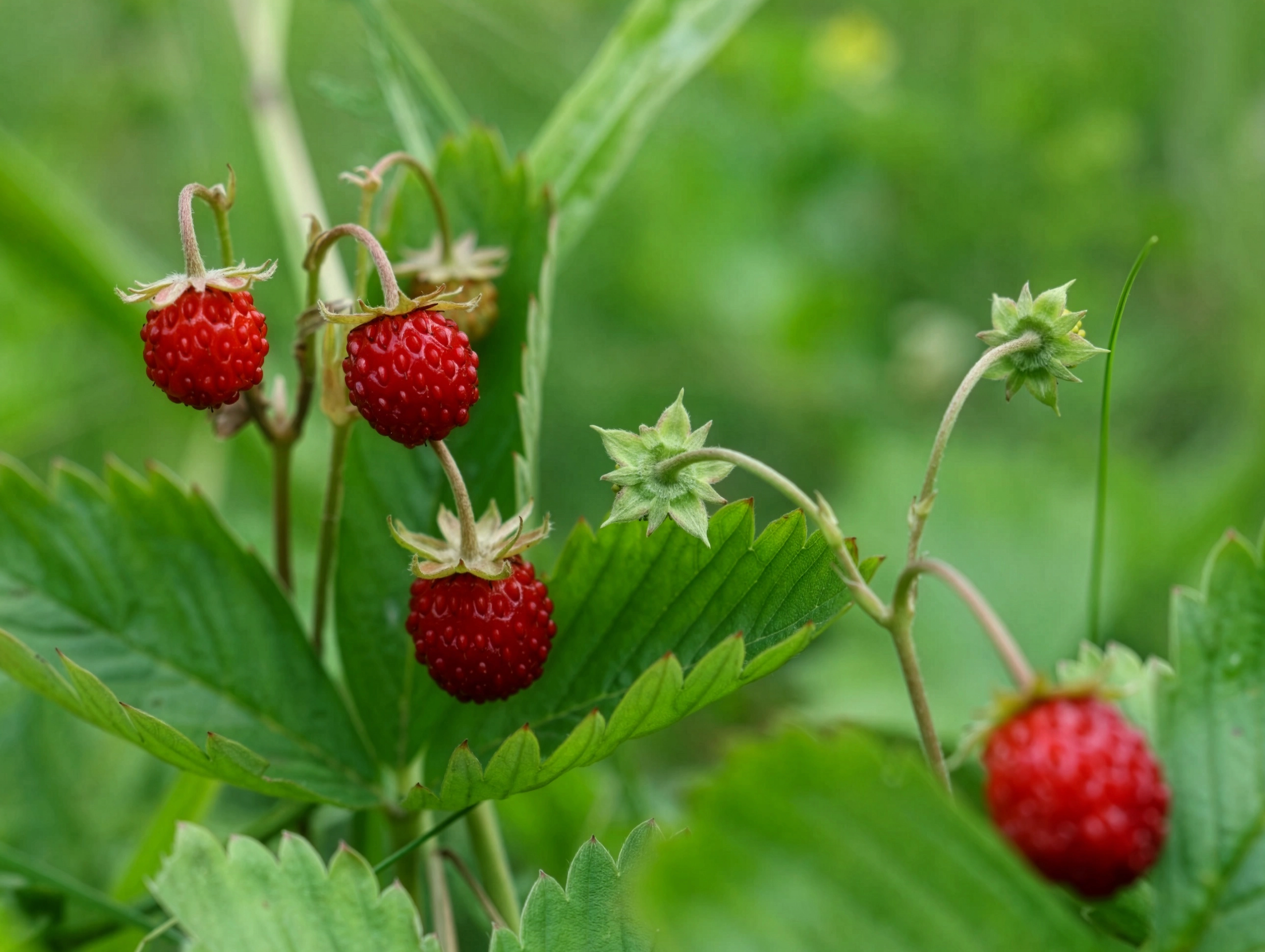 Reife Walderdbeeren an grüner Pflanze mit gezackten Blättern auf natürlichem Wiesenhintergrund.