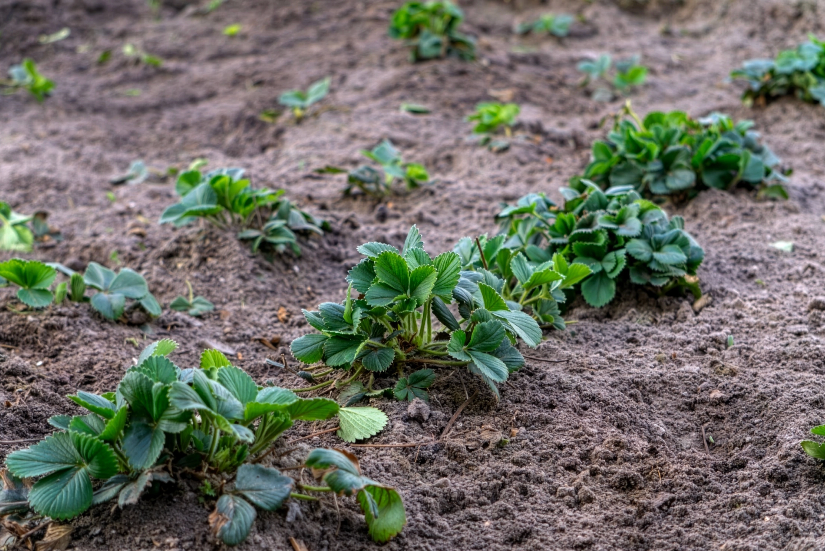 Mehrere Reihen junger Erdbeerpflanzen wachsen auf lockerem, braunem Gartenboden im Beet.