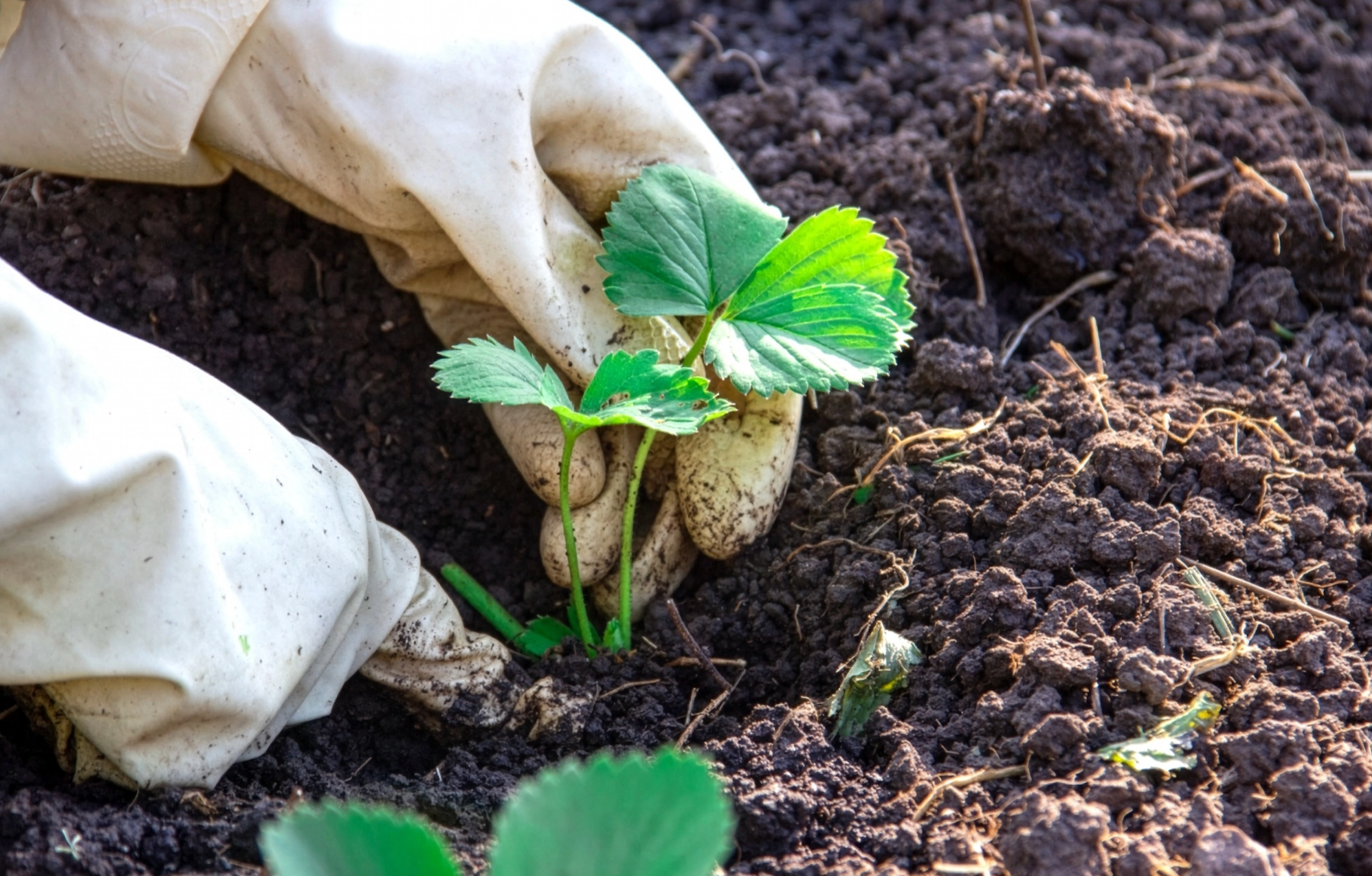 Gärtnerhandschuhe pflanzen junge Erdbeerpflanze in dunkle, lockere Gartenerde bei Sonnenschein