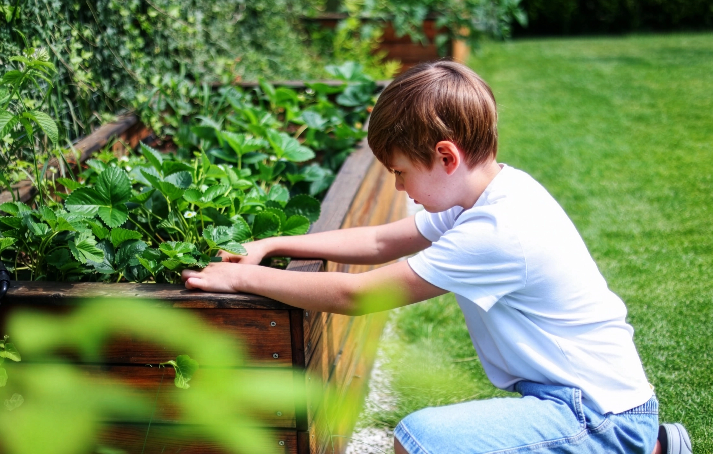 Junge im weißen T-Shirt pflegt Erdbeerpflanzen in einem hölzernen Hochbeet im sonnigen Garten