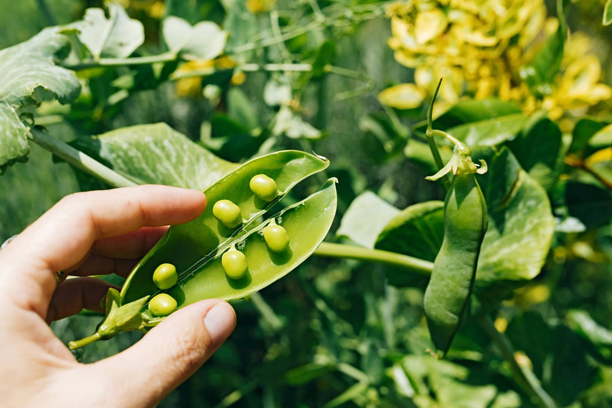 Nahaufnahme einer geöffneten grünen Erbsenschote mit reifen Erbsen im Inneren. Im Hintergrund hängen weitere Schoten.