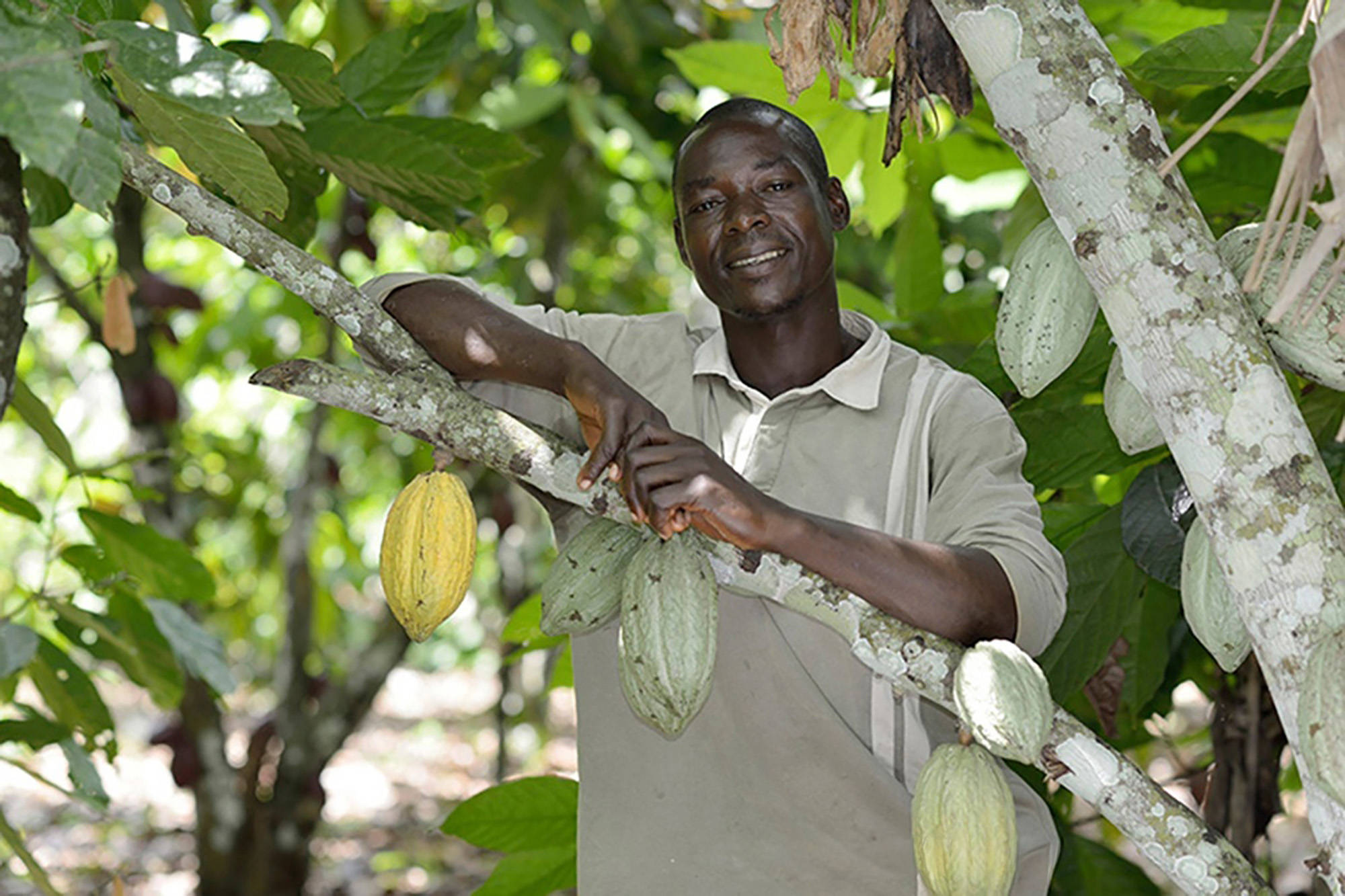 Porträt eines Farmers, der zwischen Kakao-Bäumen steht, an denen mehrere Kakaoschoten hängen.