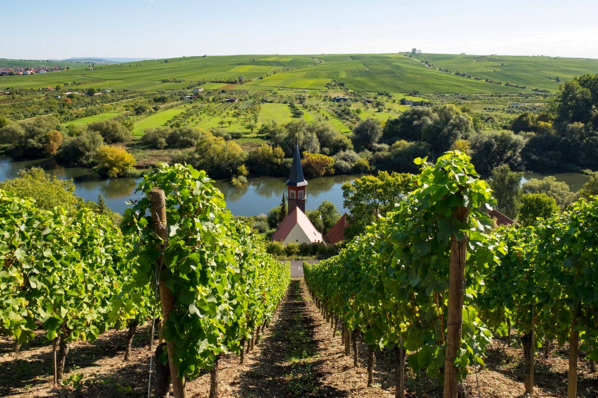 Weinberge in Franken mit Reben und Kirche am Flussufer, umgeben von grüner Landschaft und blauem Himmel.