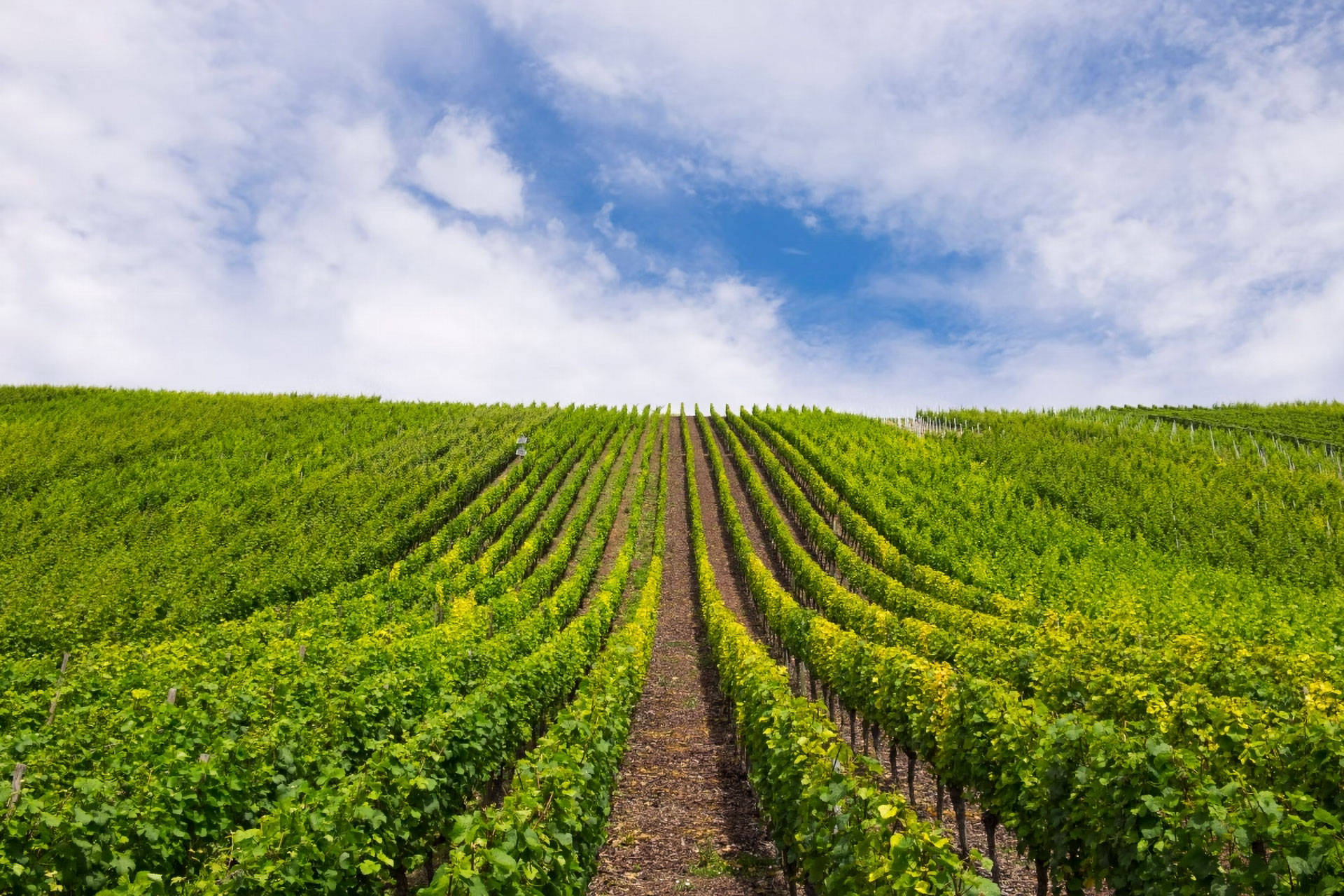 Weinberg mit grünen Rebenreihen an einem sonnigen Tag, blauer Himmel mit Wolken.