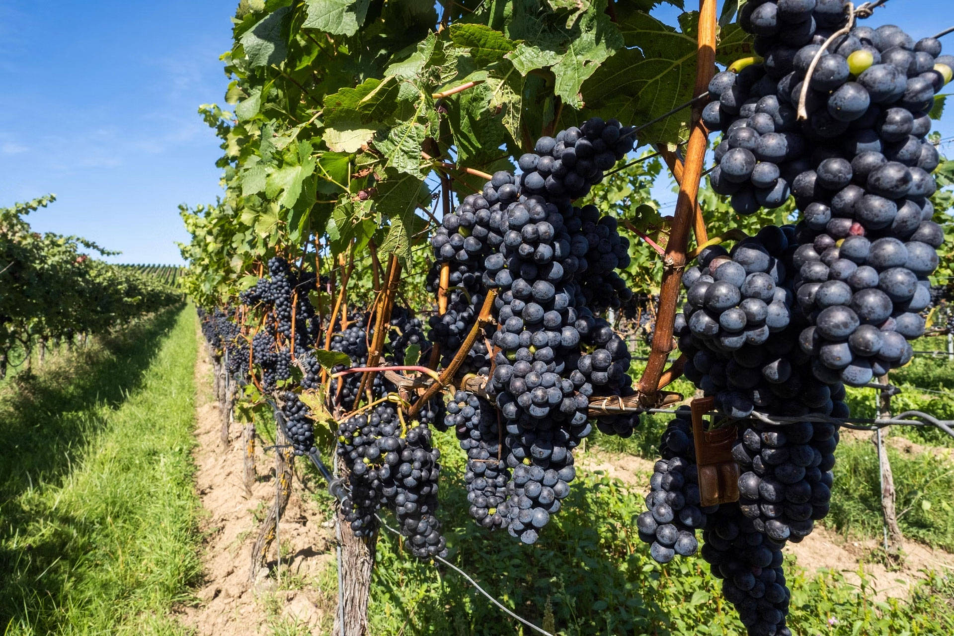 Nahaufnahme von reifen, dunkelblauen Weintrauben an Reben unter blauem Himmel.