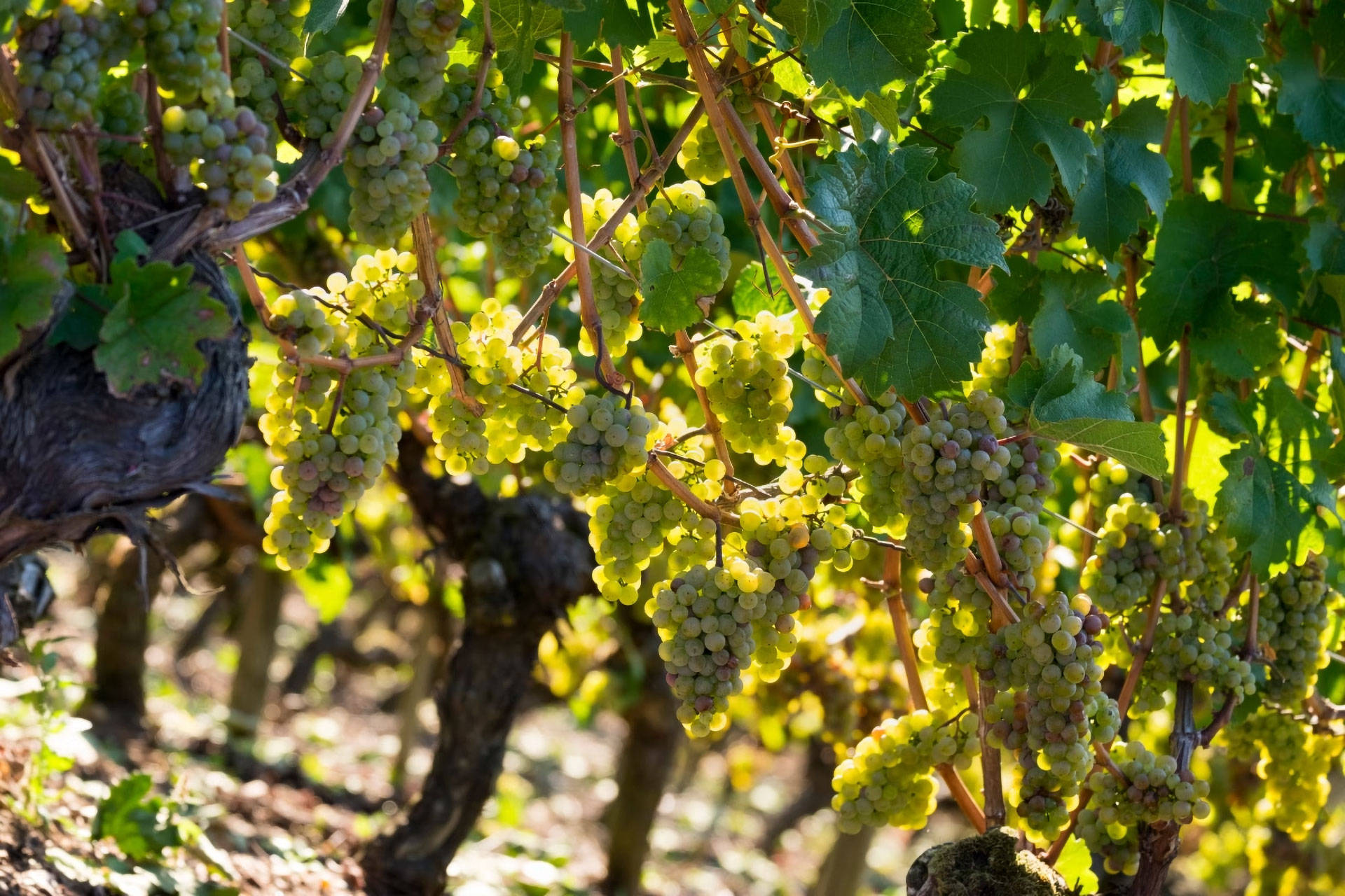Nahaufnahme von weißen Trauben, die in einem sonnigen Weinberg reifen.