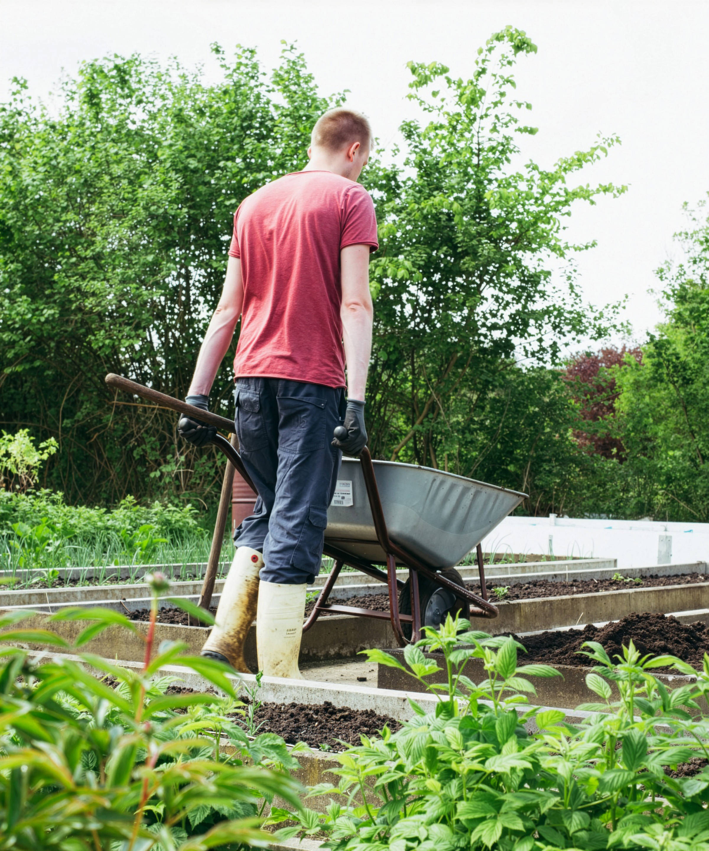 Mann in Gummistiefeln schiebt eine Schubkarre durch einen Garten mit mehreren Beeten und hohen Büschen im Hintergrund.