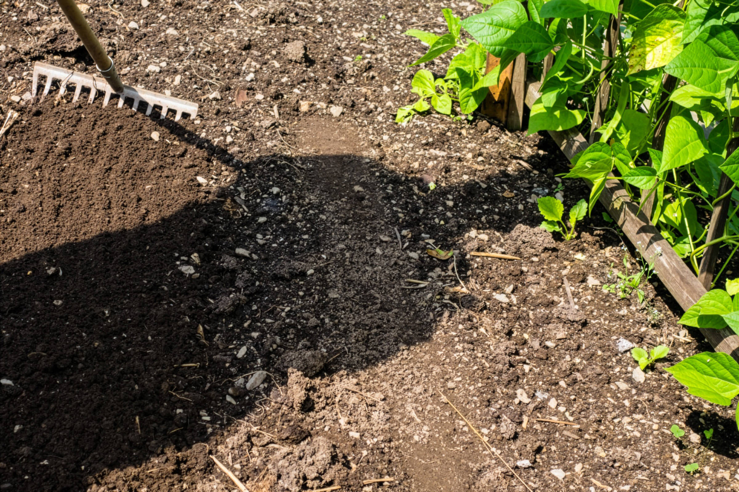 Schatten auf umgegrabenem Beet, daneben Rechen und eingefasstes Gemüsebeet.