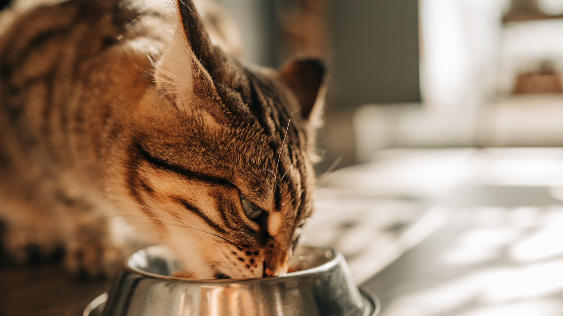 Getigerte Katze frisst Futter aus silbernem Napf.