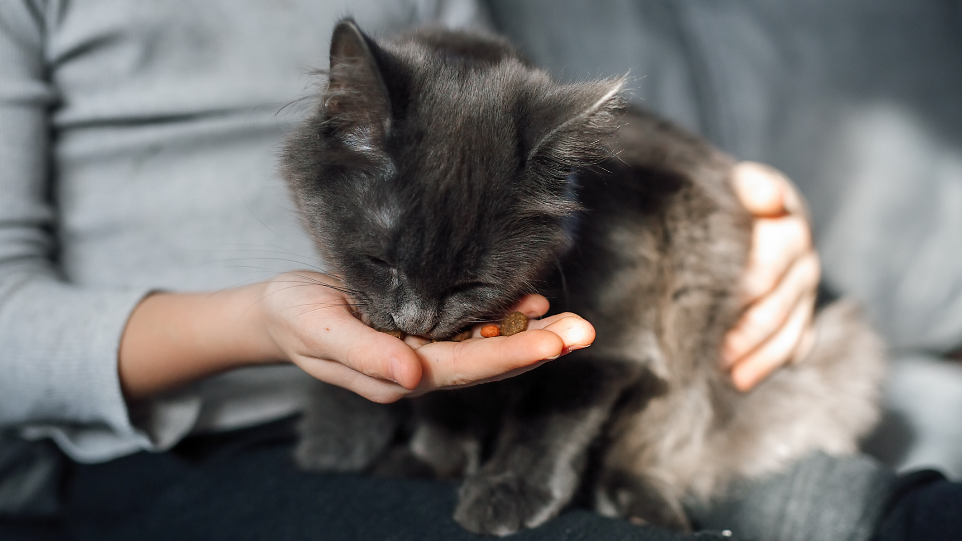 Graue Katze frisst Trockenfutter aus einer Hand.