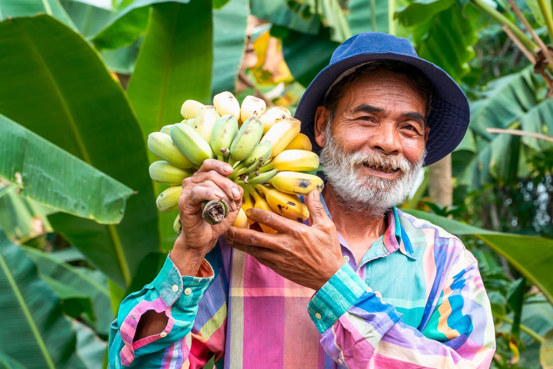 Ein lachender Farmer trägt eine große Bananenstaude über der Schulter.