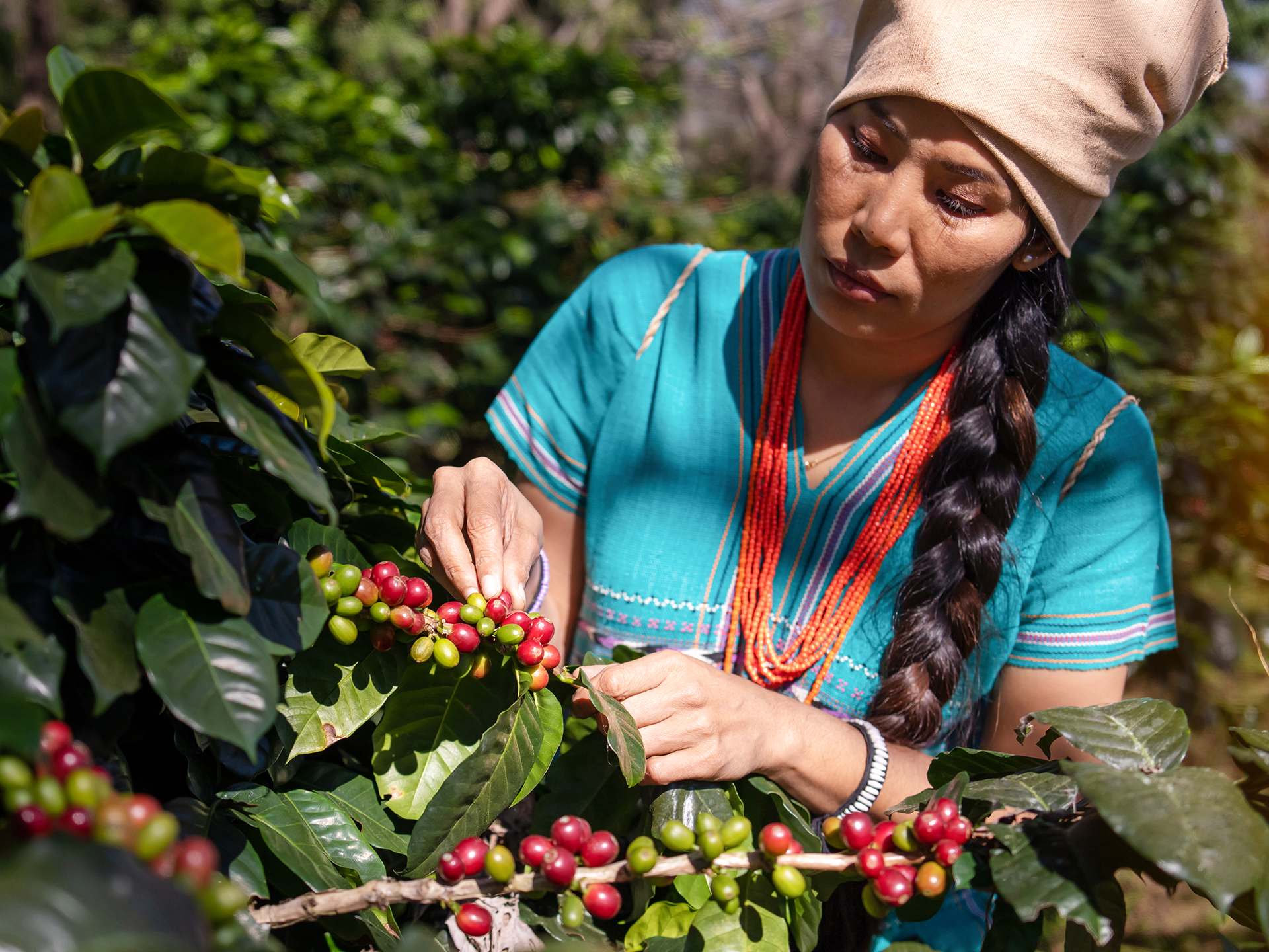 Eine Frau sammelt Kaffeekirschen von einem Strauch.