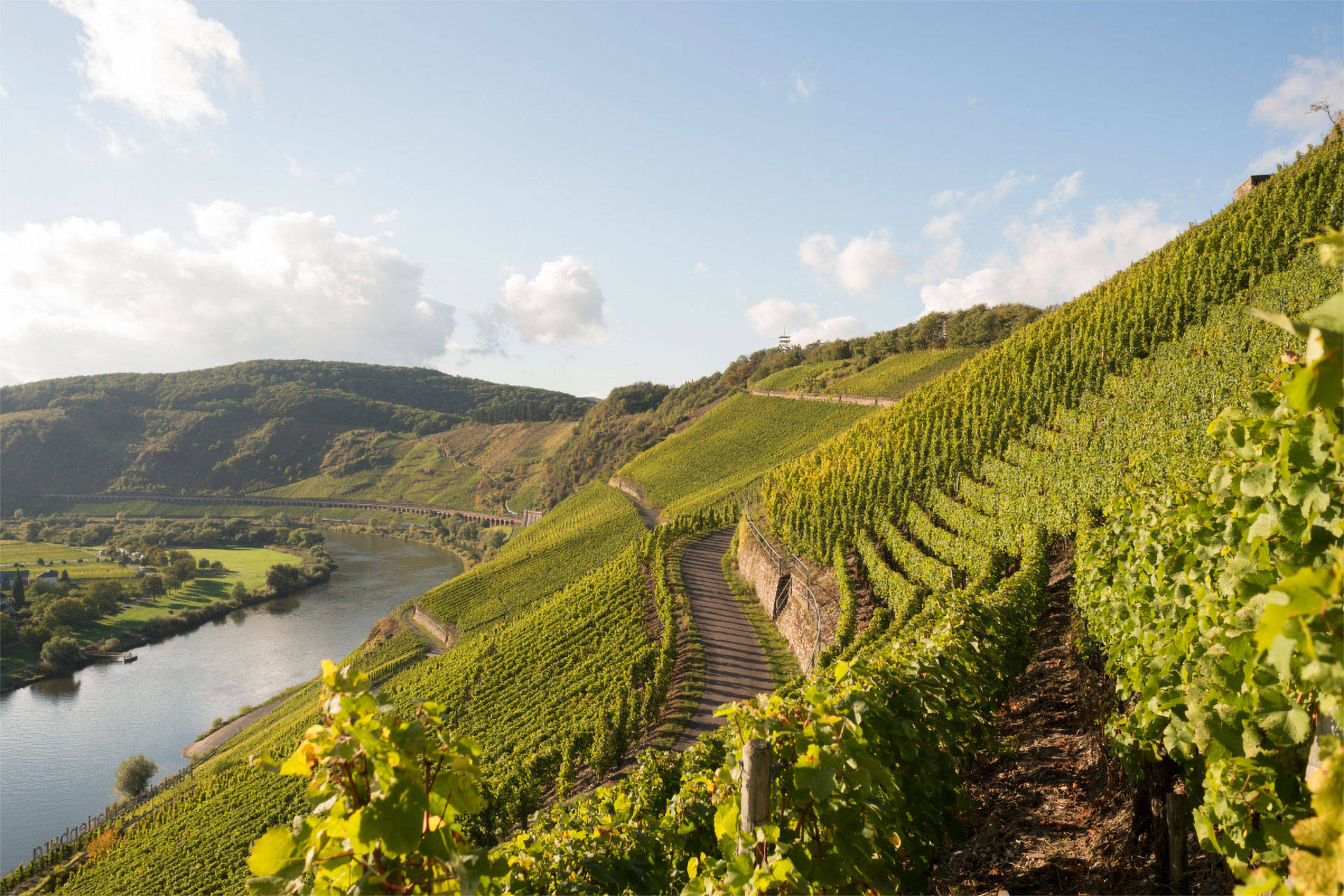 Blick auf einen Wanderweg im Sommer zwischen den Weinreben im Anbaugebiet Mosel.
