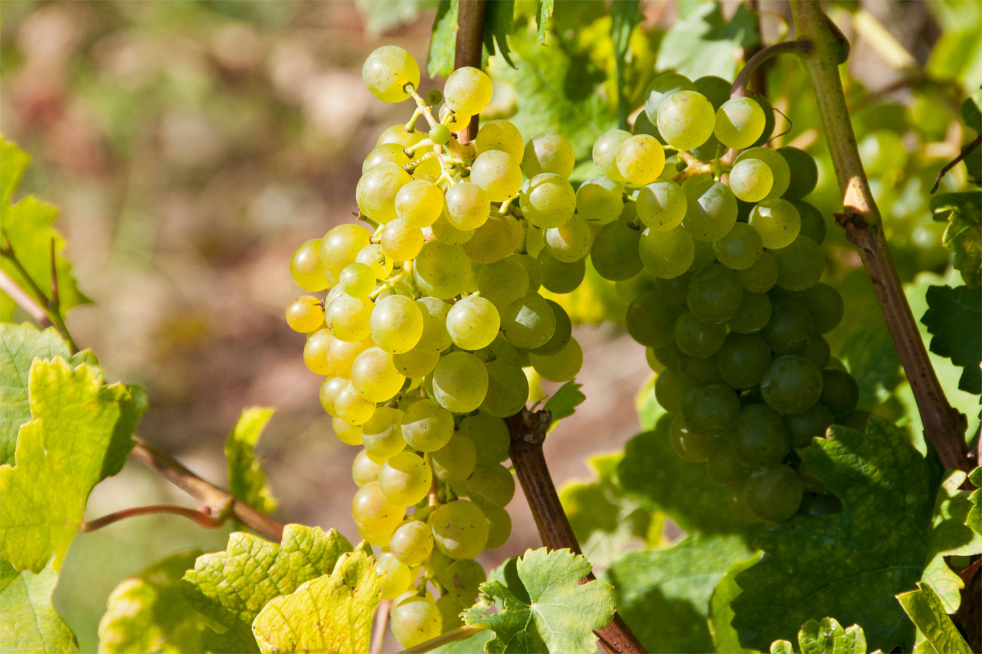 Helle Weintrauben im Sonnenlicht an der Rebe.