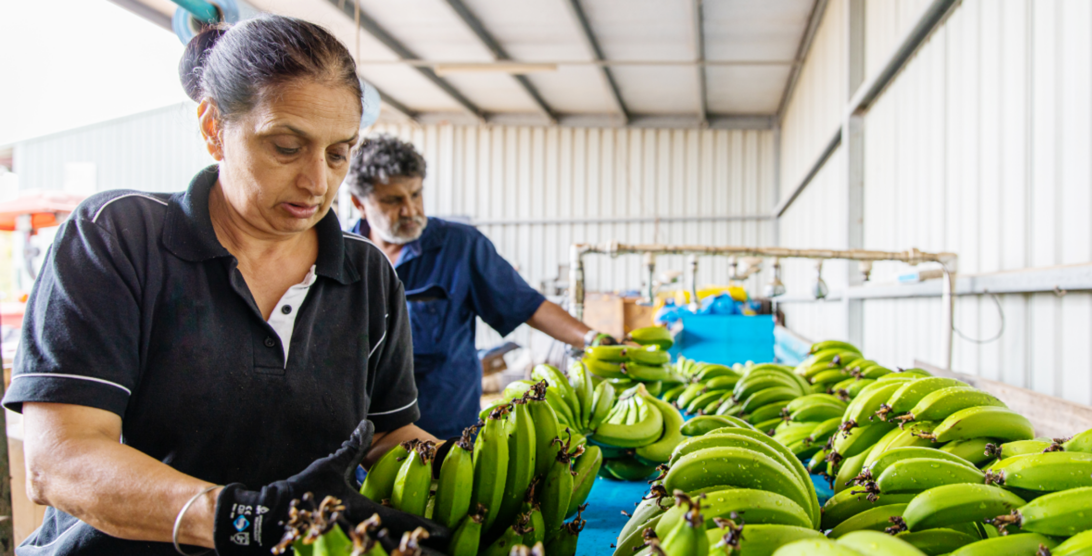 Eine Arbeiterin sortiert geerntete Bananenstauden.