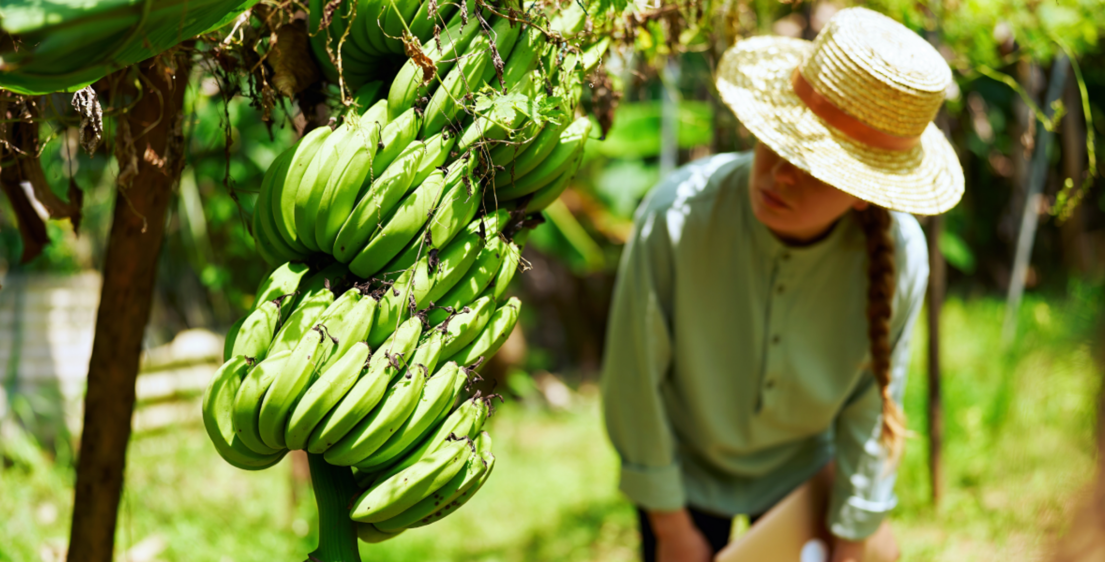 Eine Frau begutachtet Bananenstauden an einer Bananenpflanze.