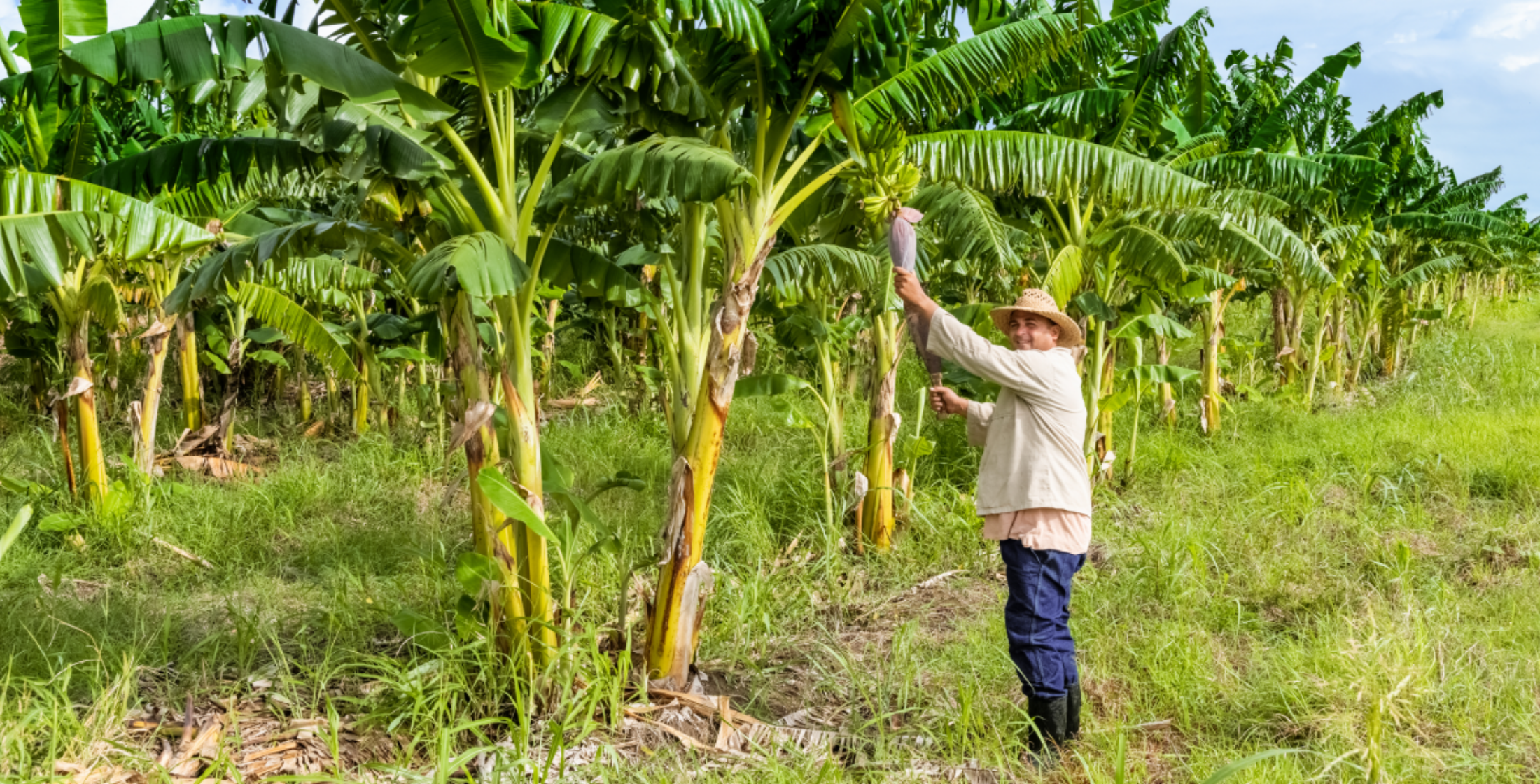 Ein Mann zeigt eine Bananenstaude, die an einer Bananenpflanze wächst.