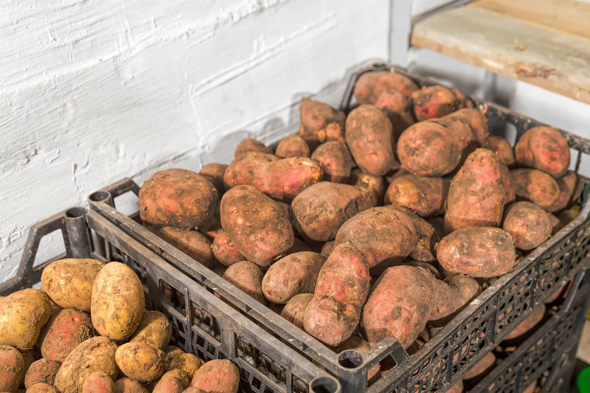 Zwei Kisten mit sandigen Kartoffeln in einem Lagerraum.