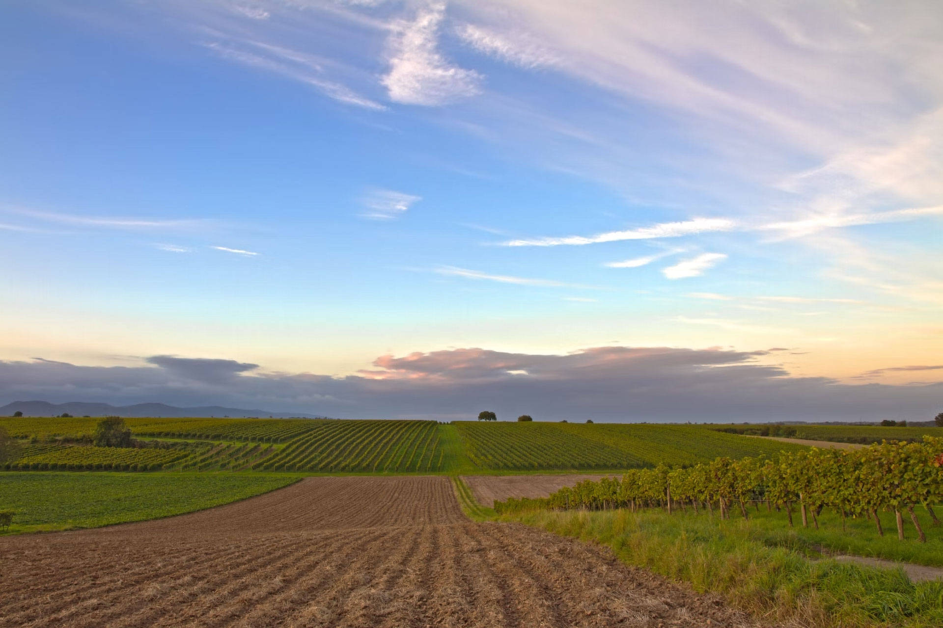 Weinberge und Felder bei Sonnenuntergang unter blauem Himmel mit Wolken.