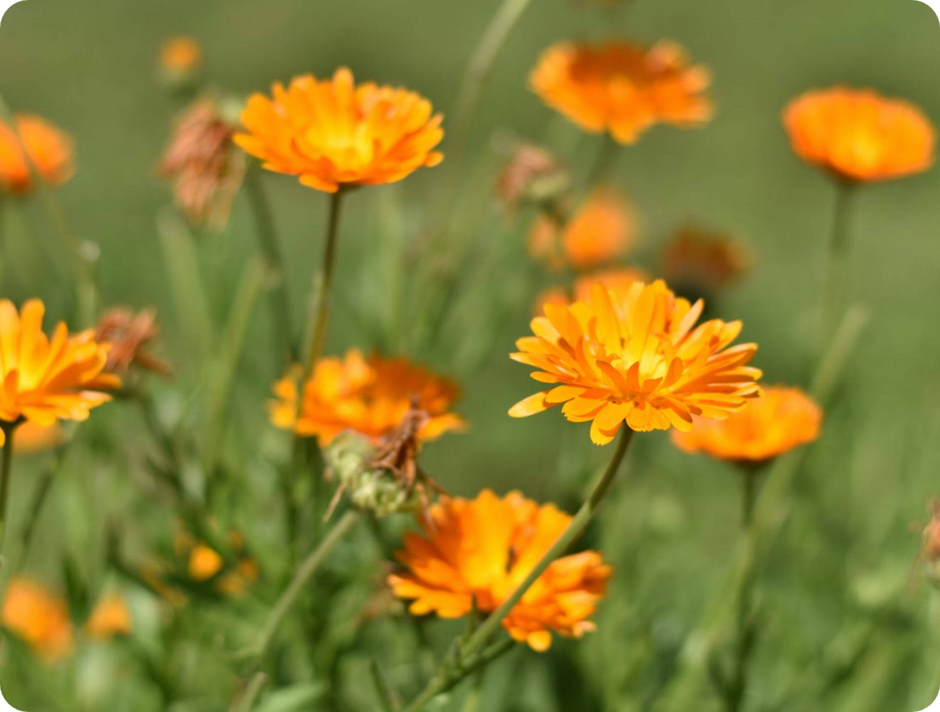 Blühende orangefarbene Ringelblumen auf Wiese, unscharfer Hintergrund mit sattem Grün.
