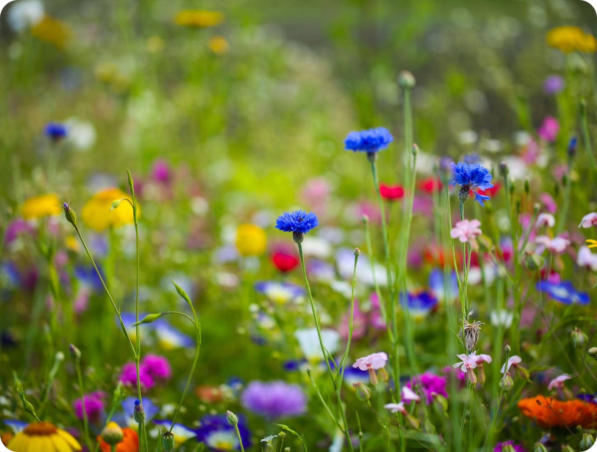Bunte Blumenwiese mit blauen Kornblumen, pinken, gelben und weißen Blüten in sommerlicher Naturkulisse.